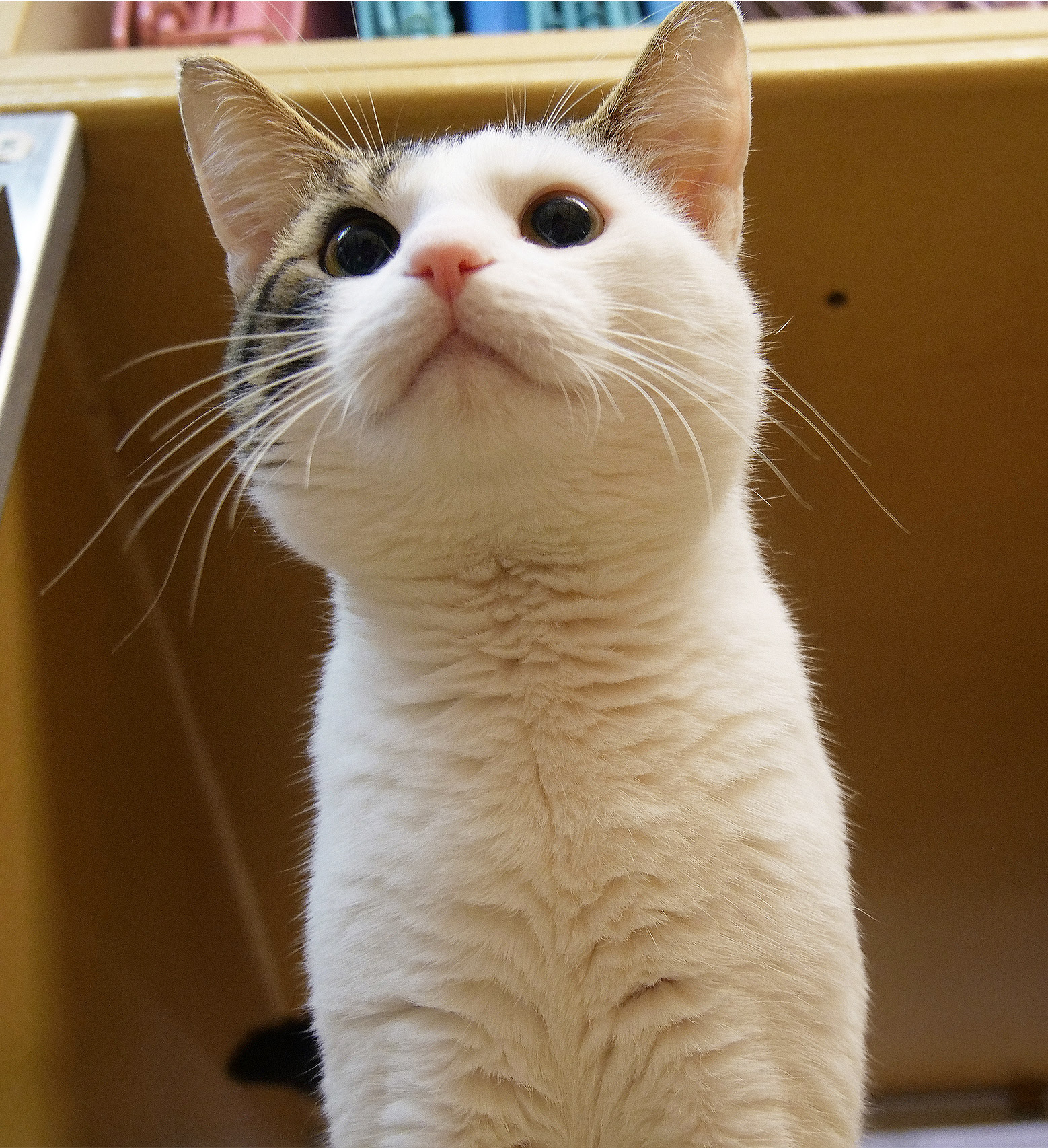Platypuss