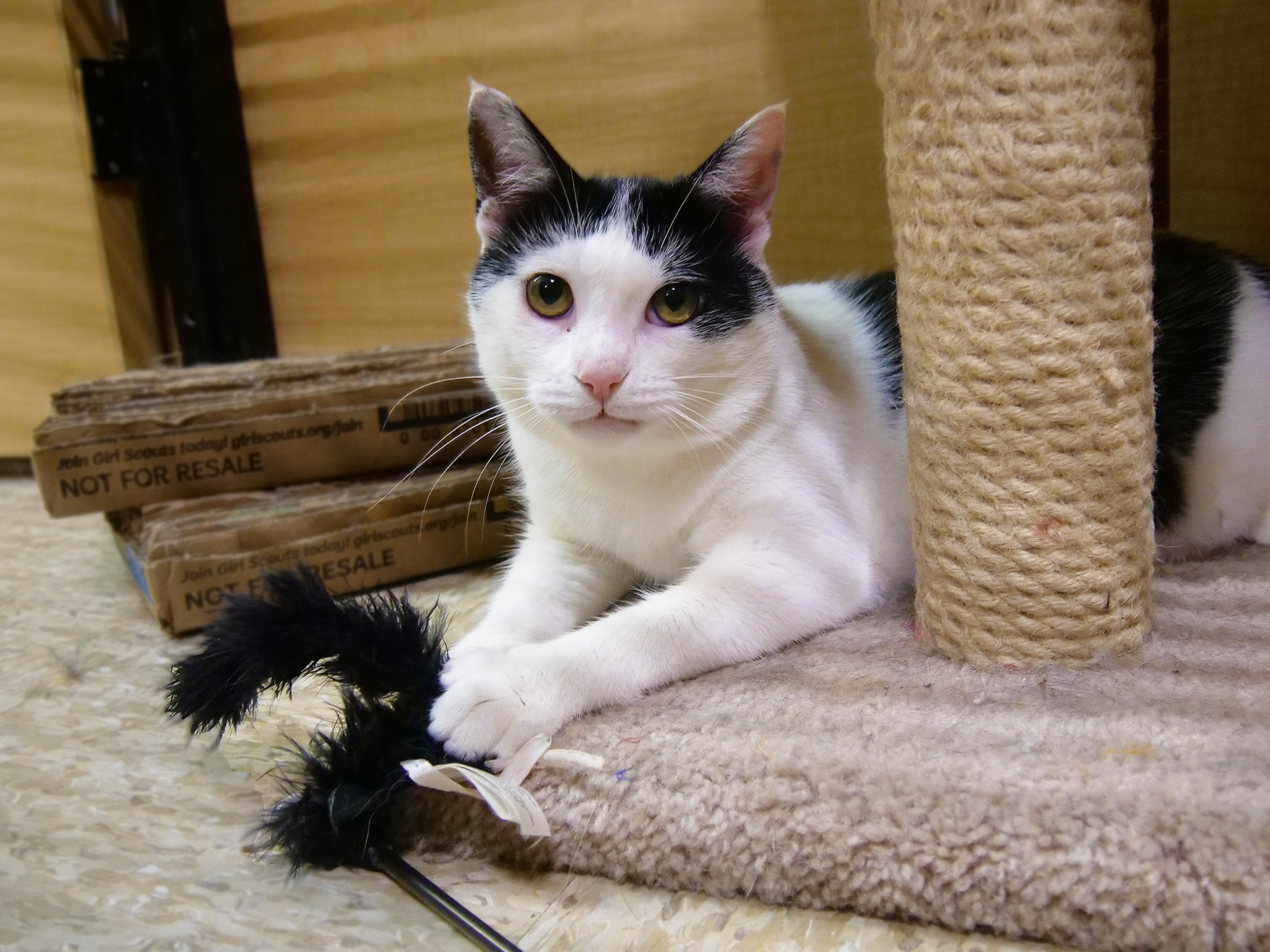 Bear (he has cat down syndrome!)