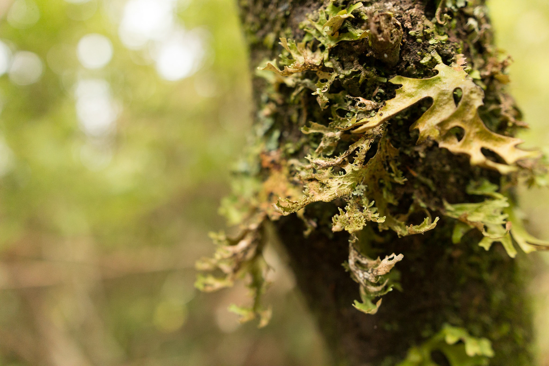 moss 3