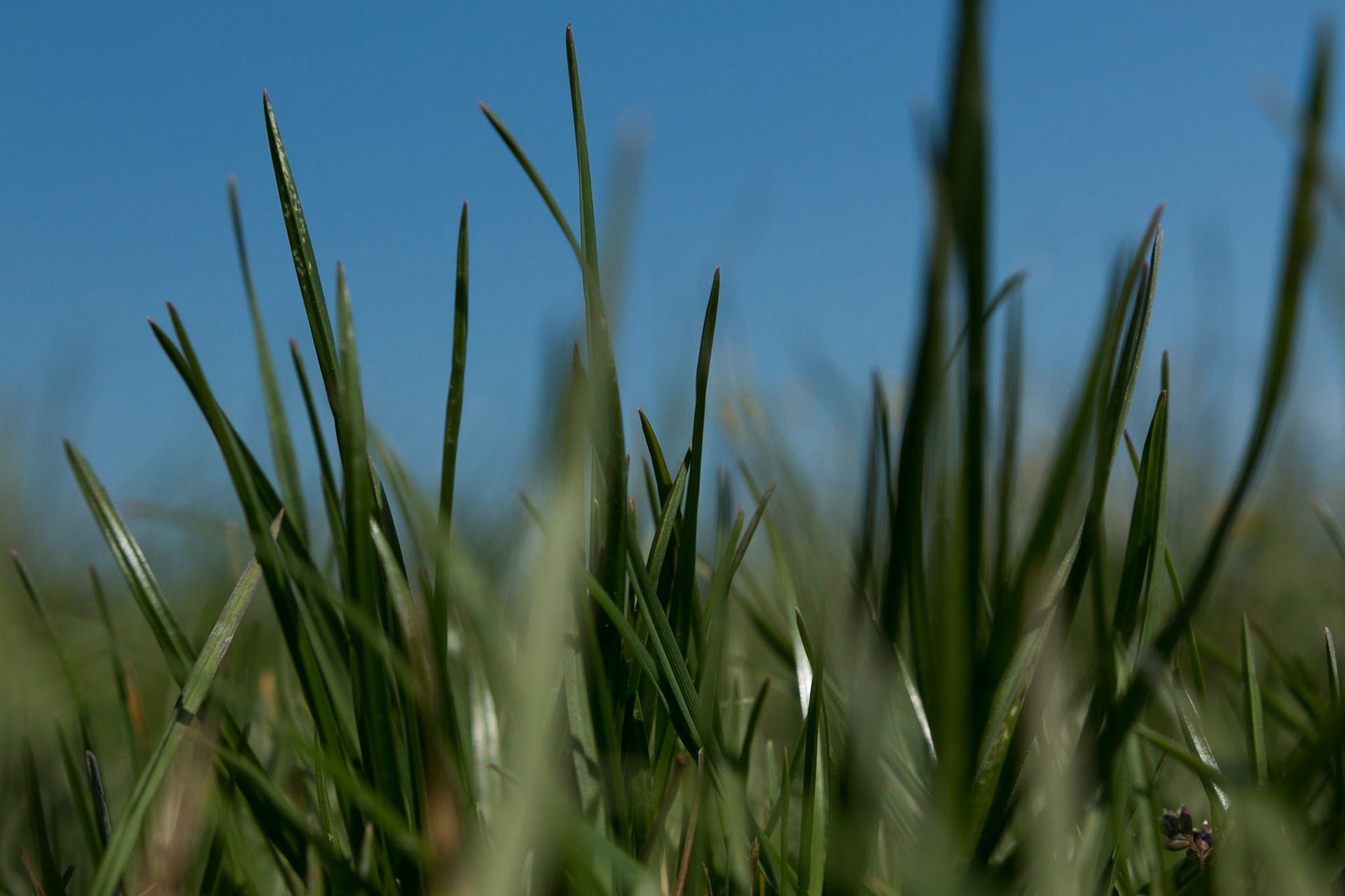grass
