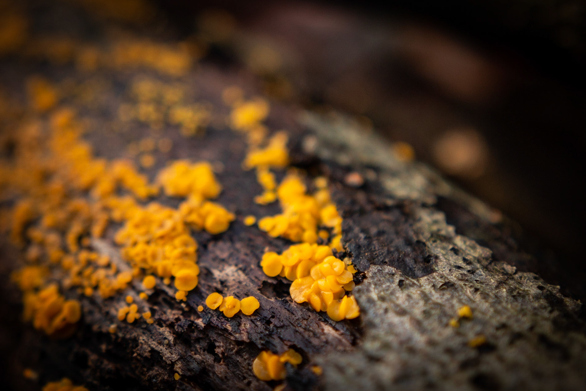 Moss 5