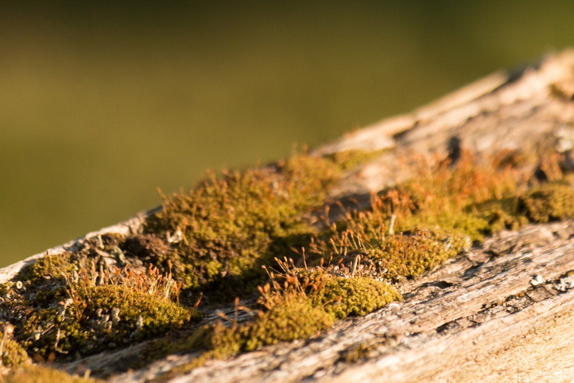 moss 4