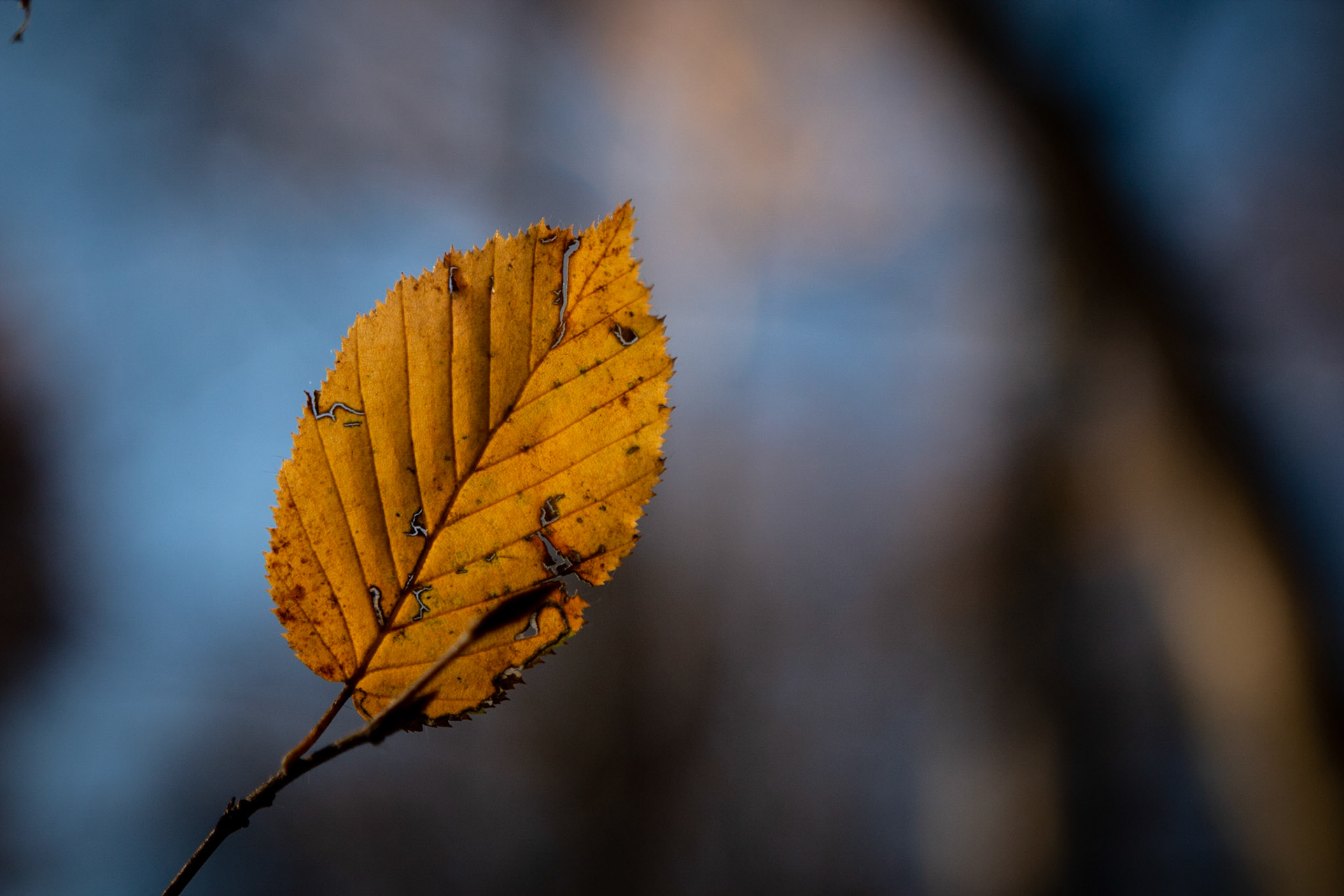 Leaf