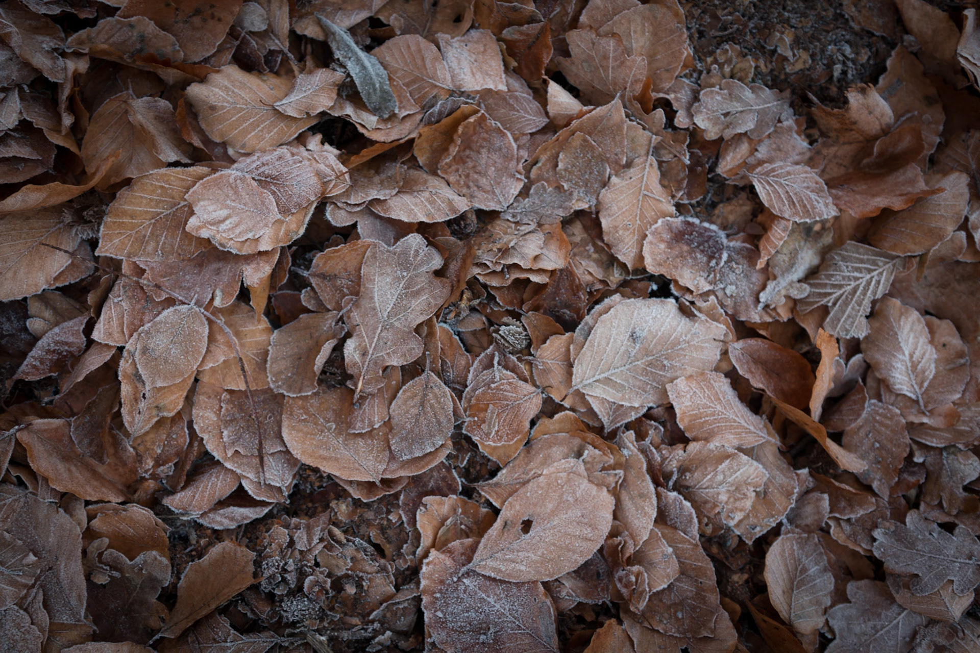 frost 1