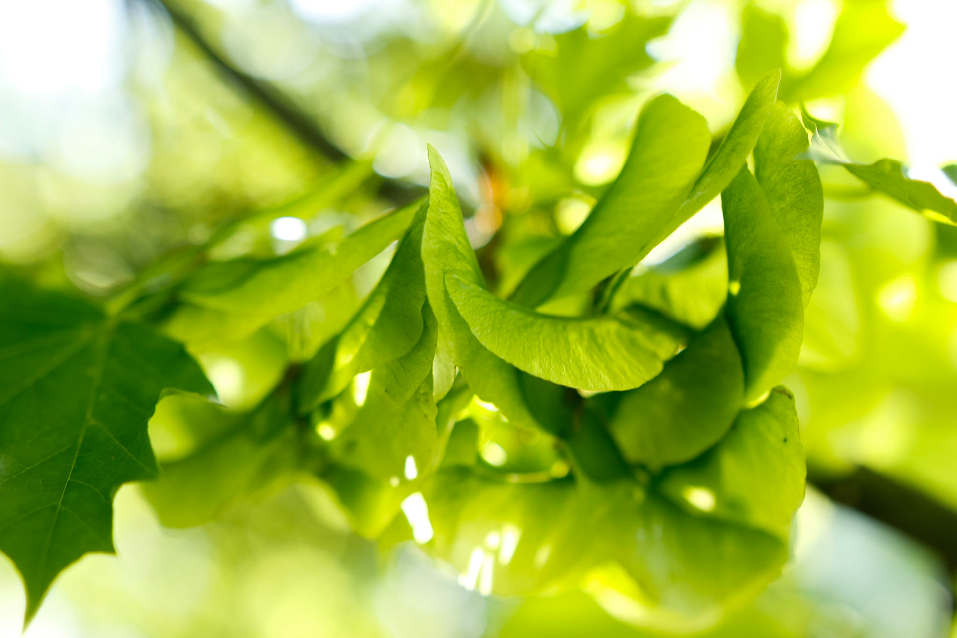 green I