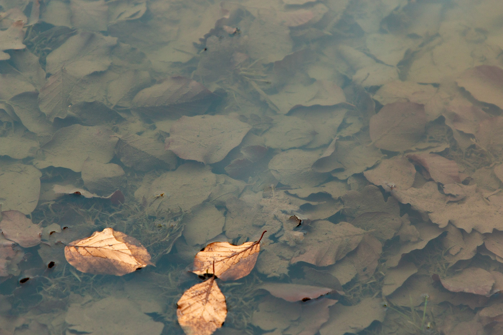 Three Leaves