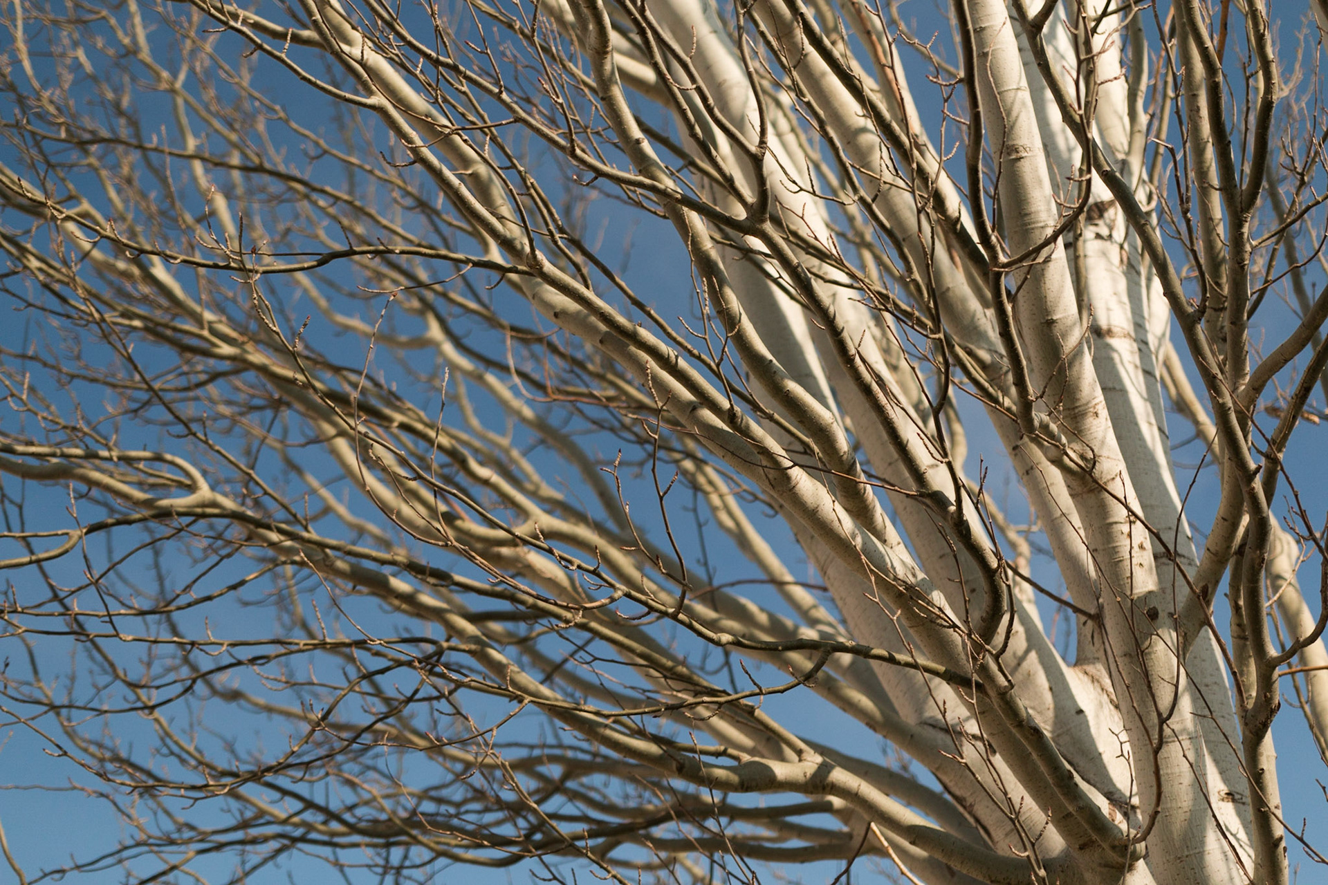 silver birch