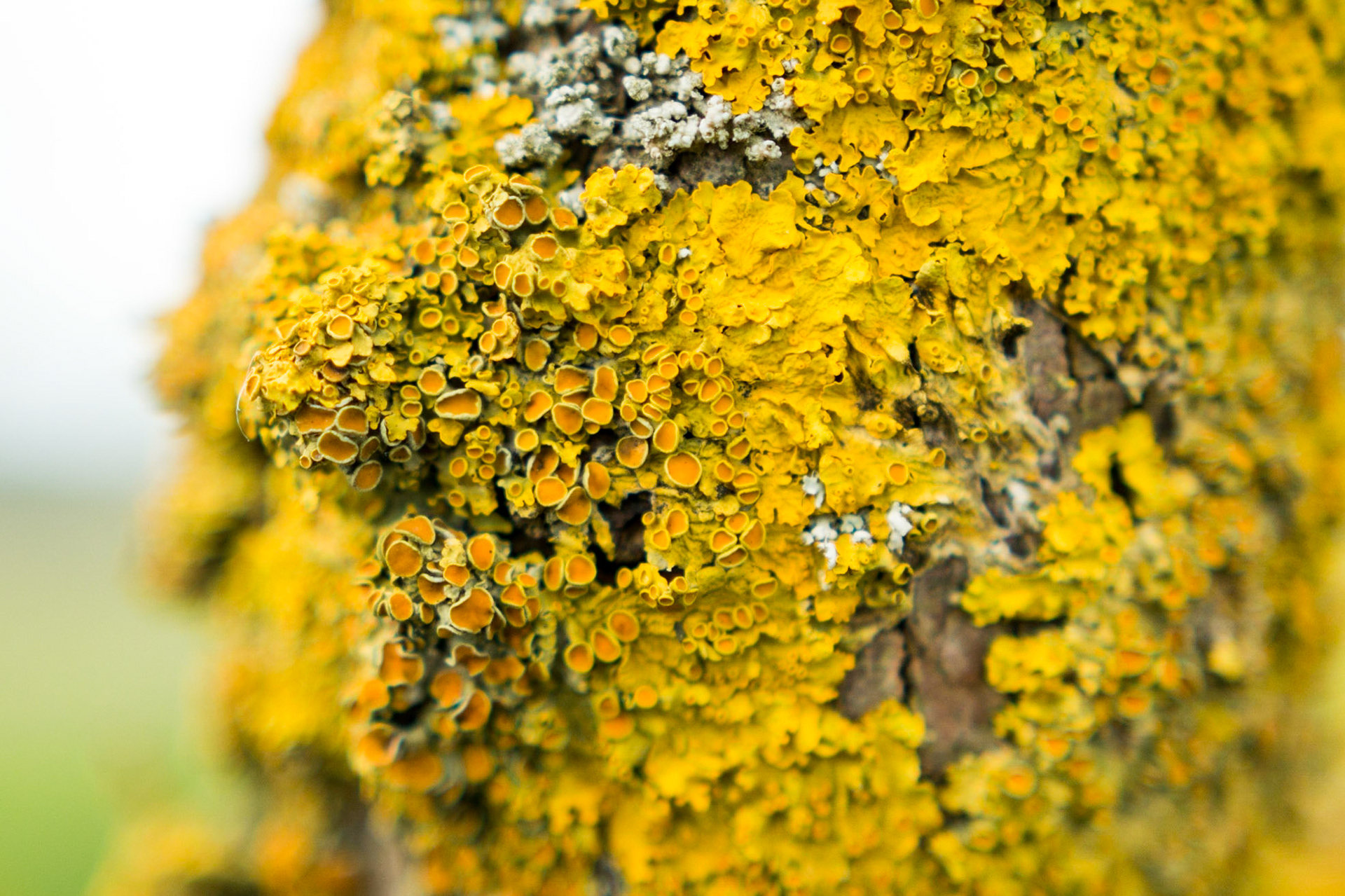 yellow