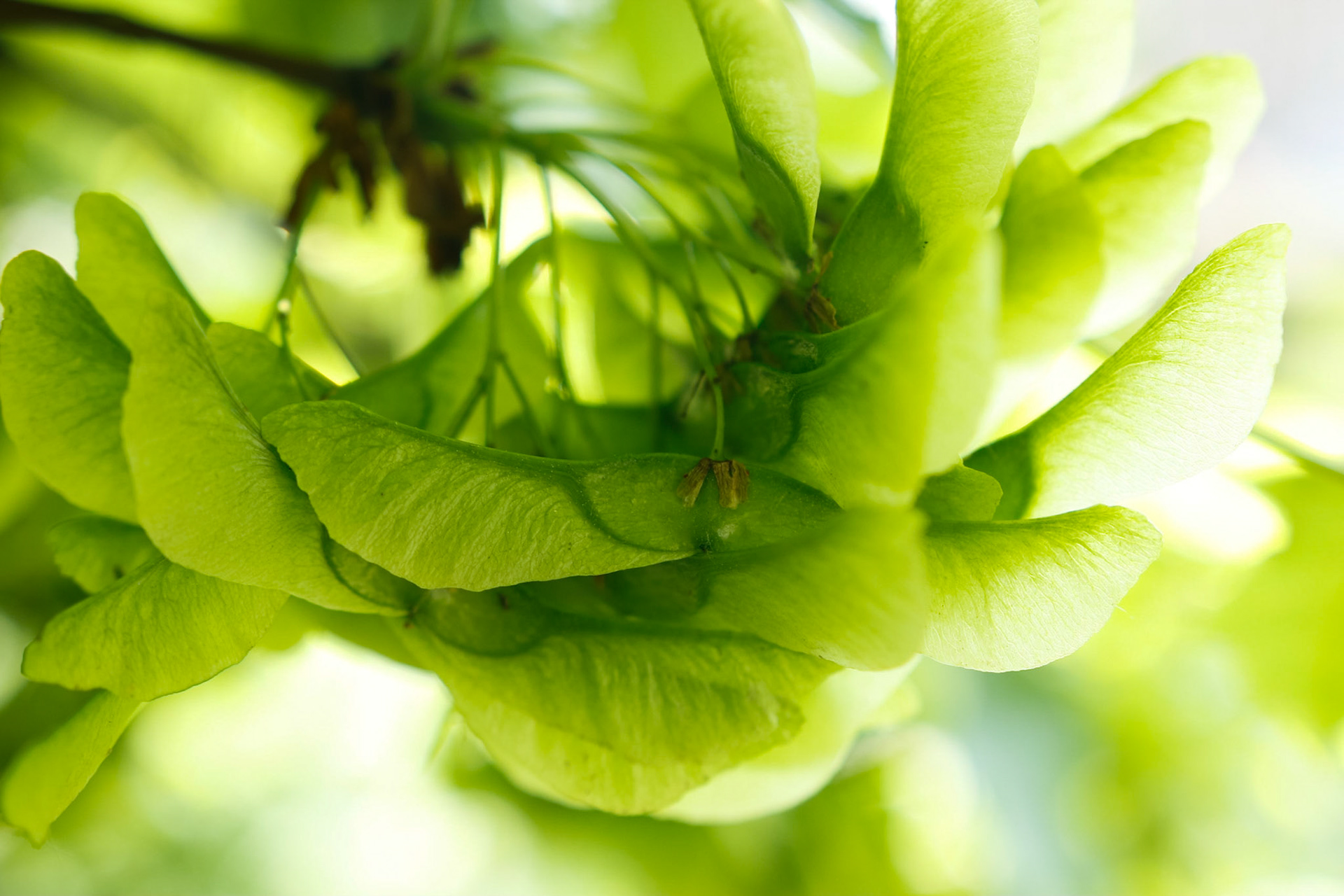 green II
