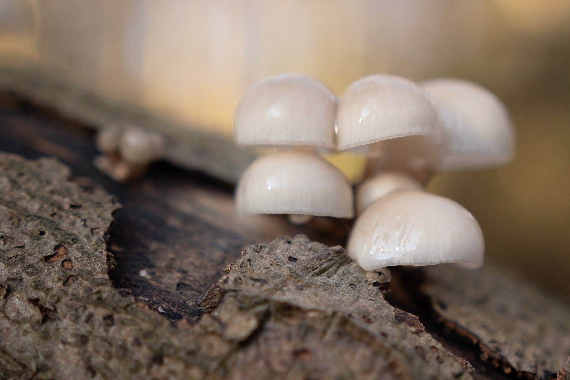 Fungus