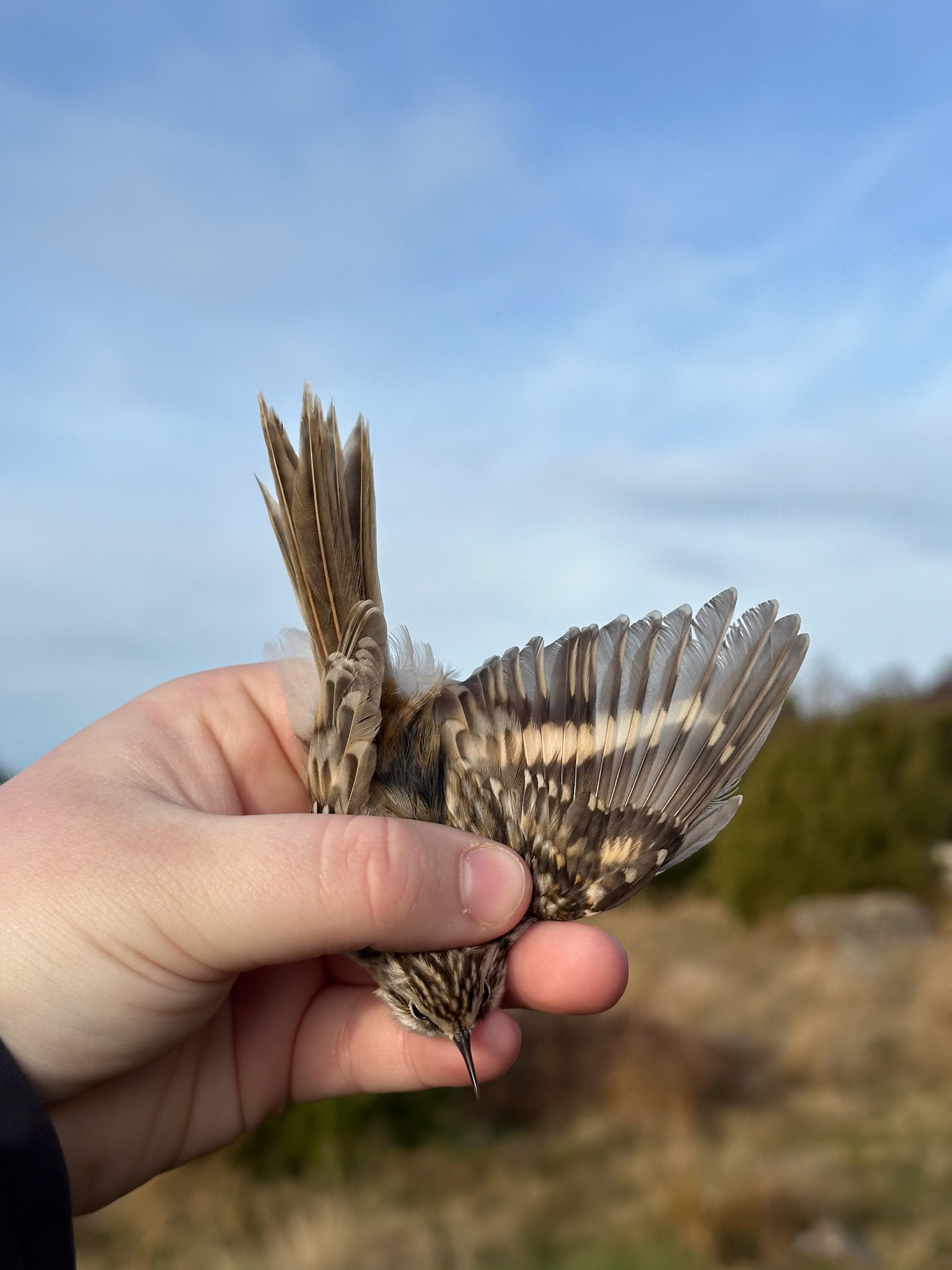 Trädkrypare/Eurasian Treecreeper