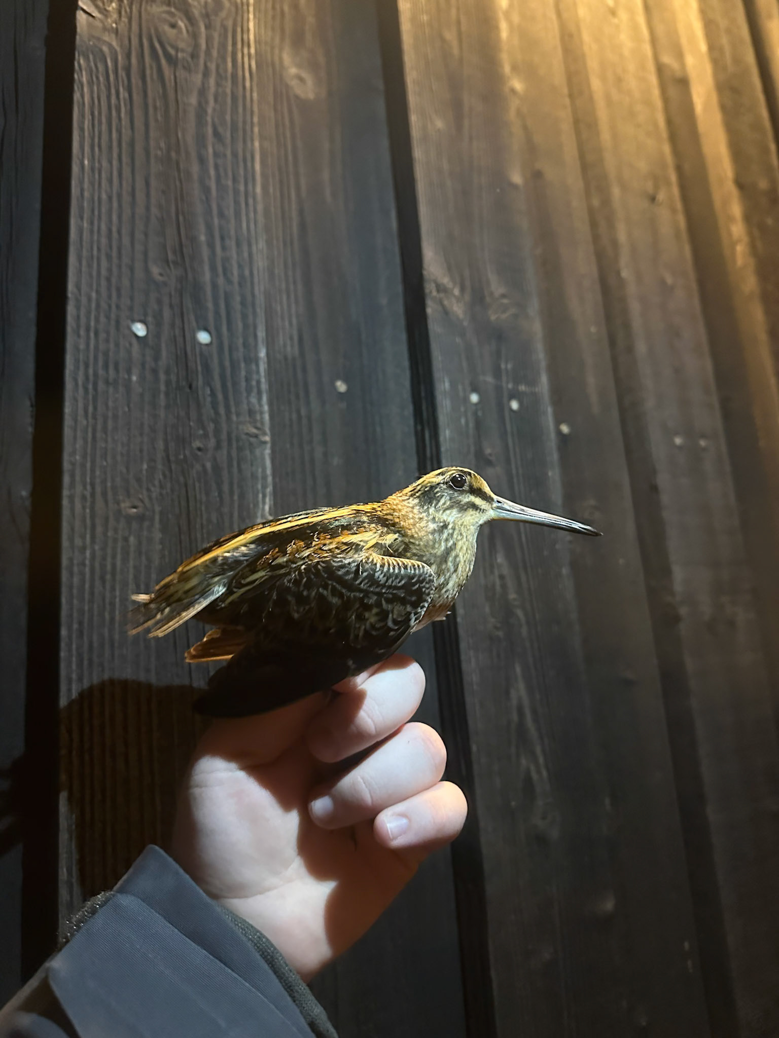 Dvärgbeckasin/Jack Snipe