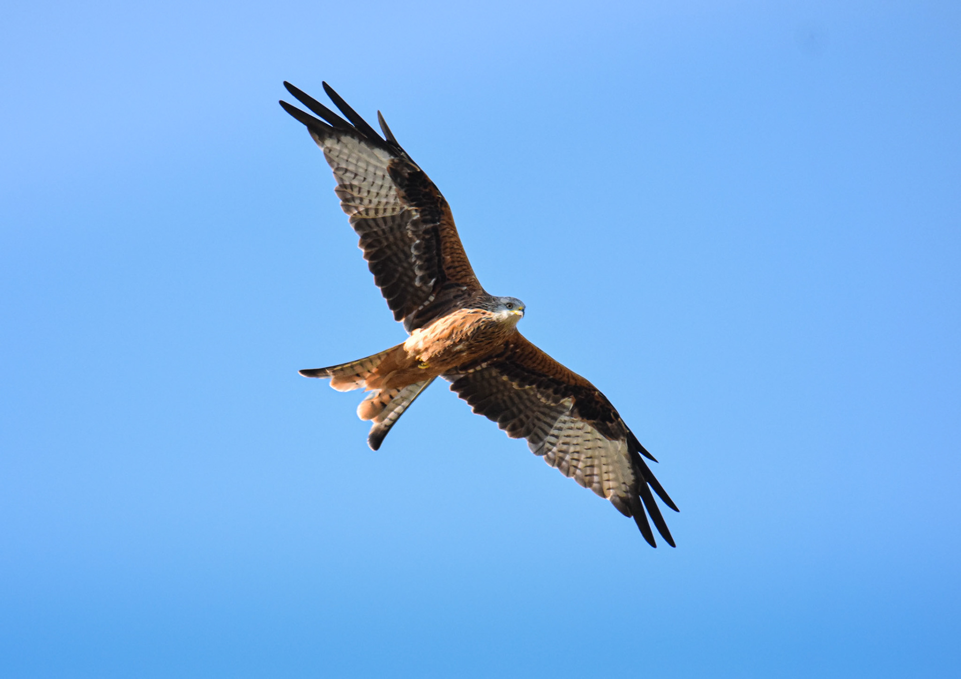Röd Glada/Red kite