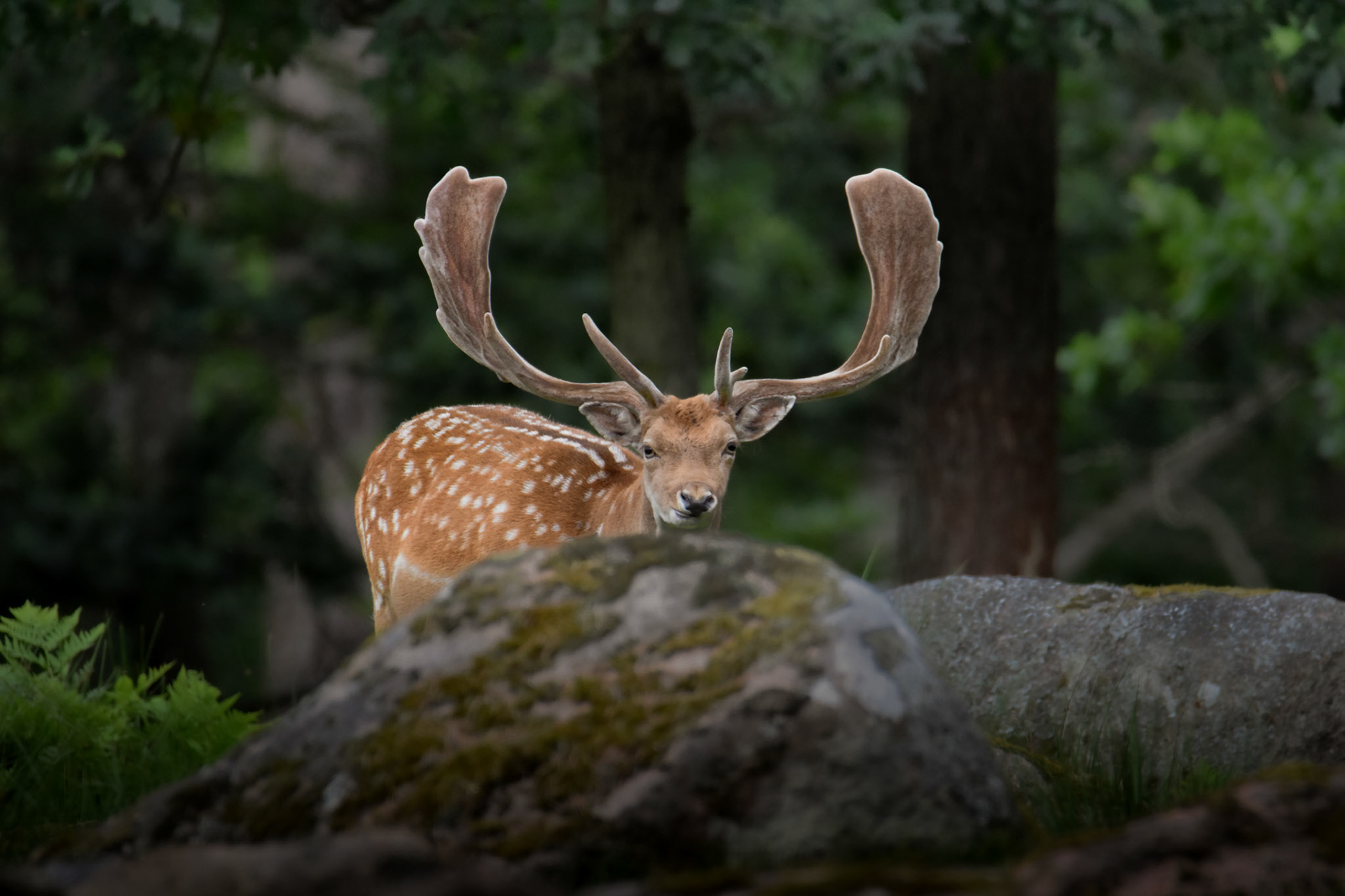 Dovhjort/Fallow Feer