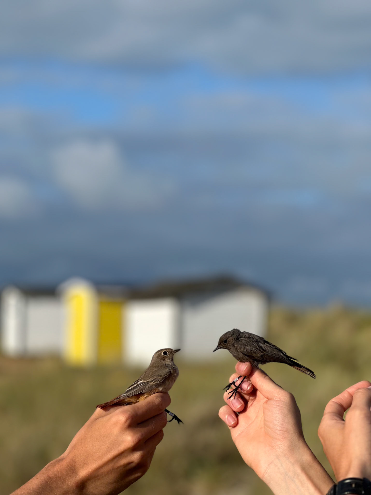 Rödstjärt och Svart Rödstjärt/Redstart and Black Redstart