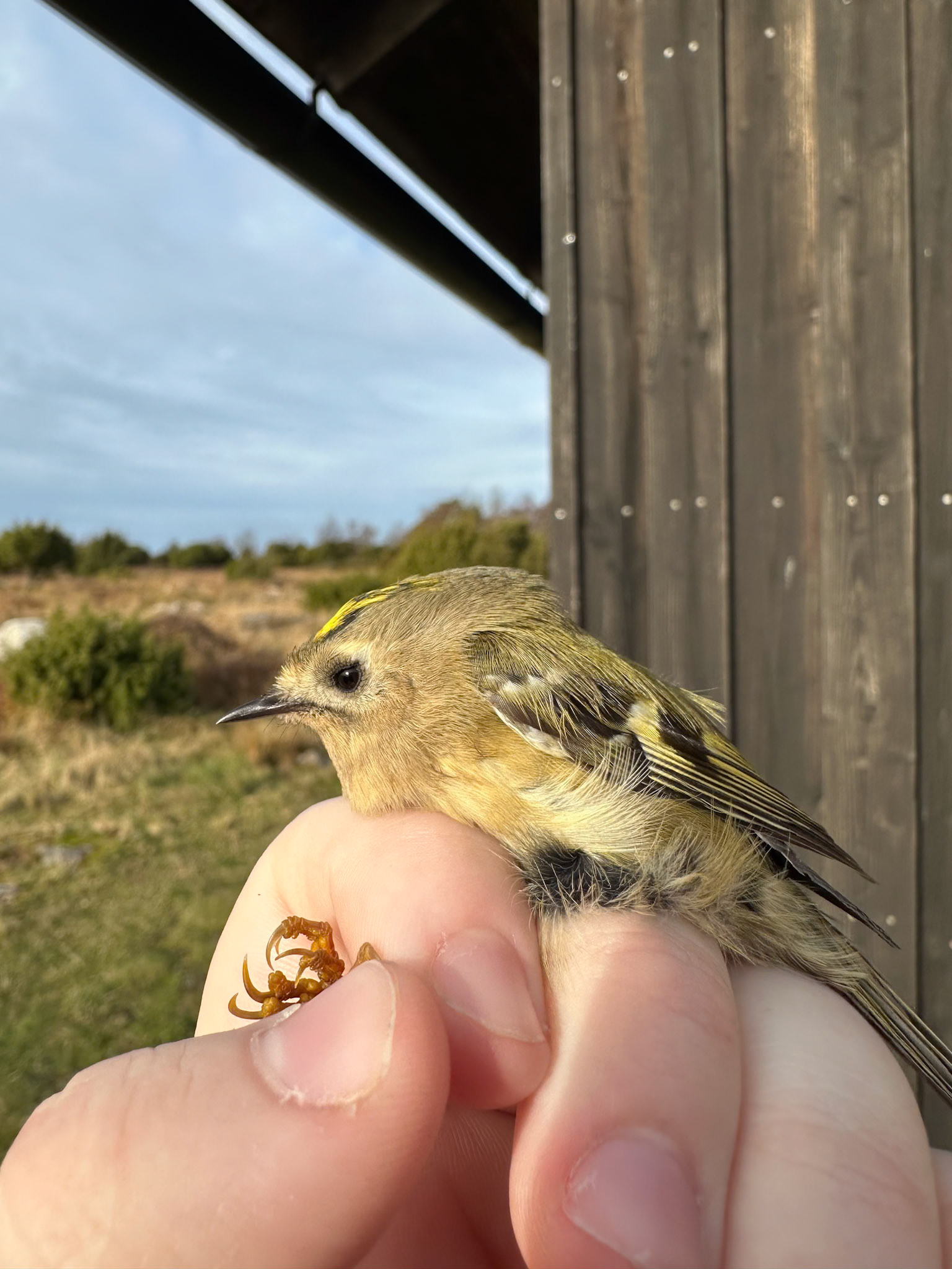 Kungsfågel/Goldcrest