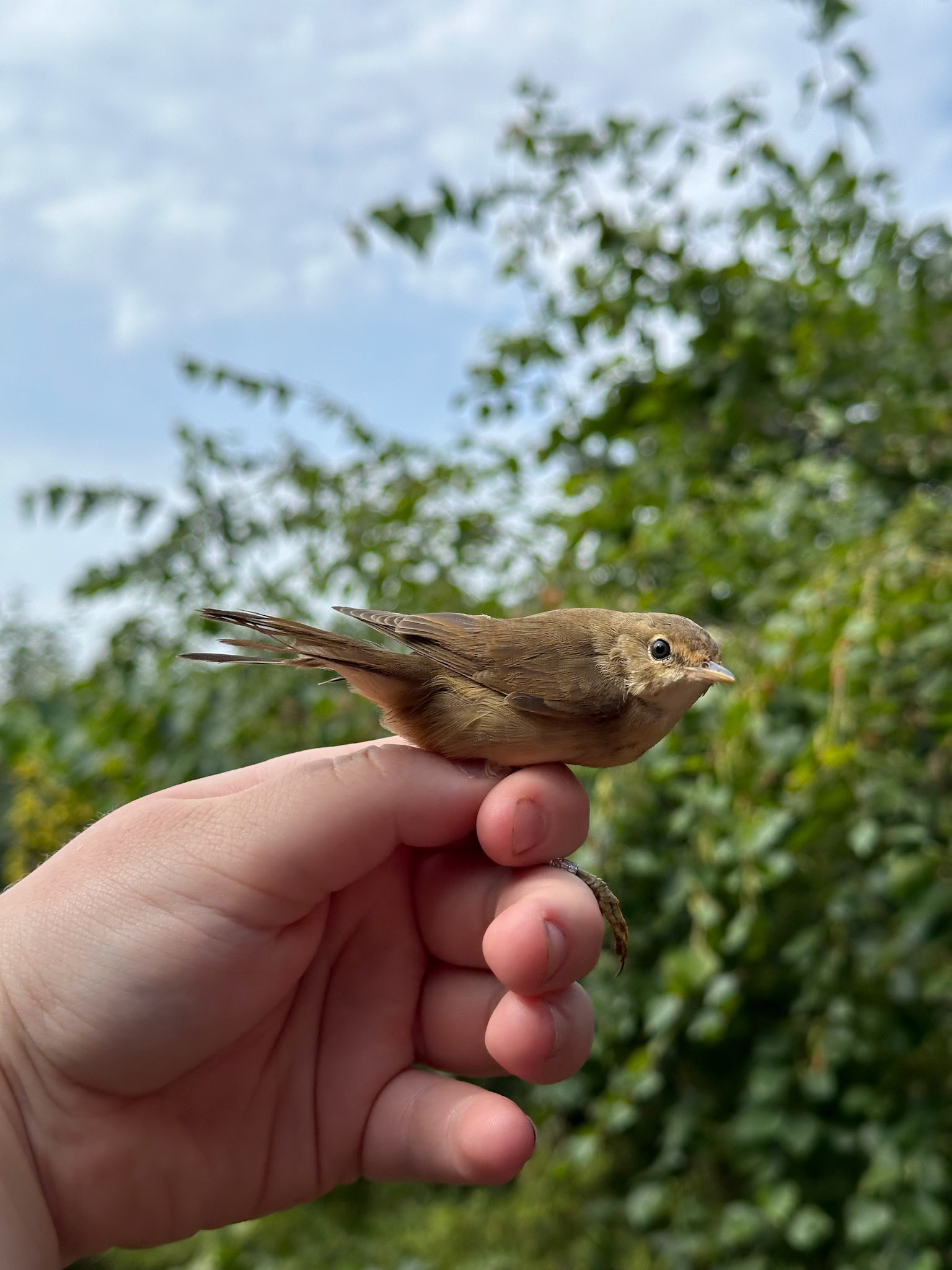 Rörsångare/Reed Warbler
