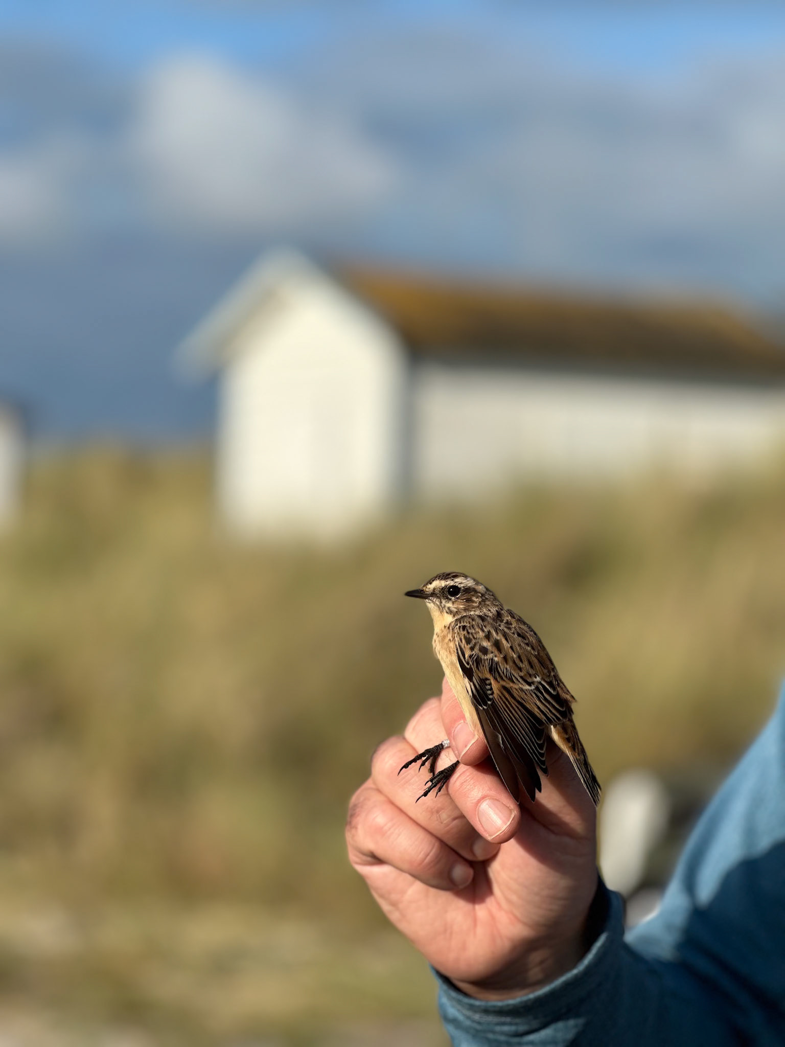 Buskskvätta/Whinchat