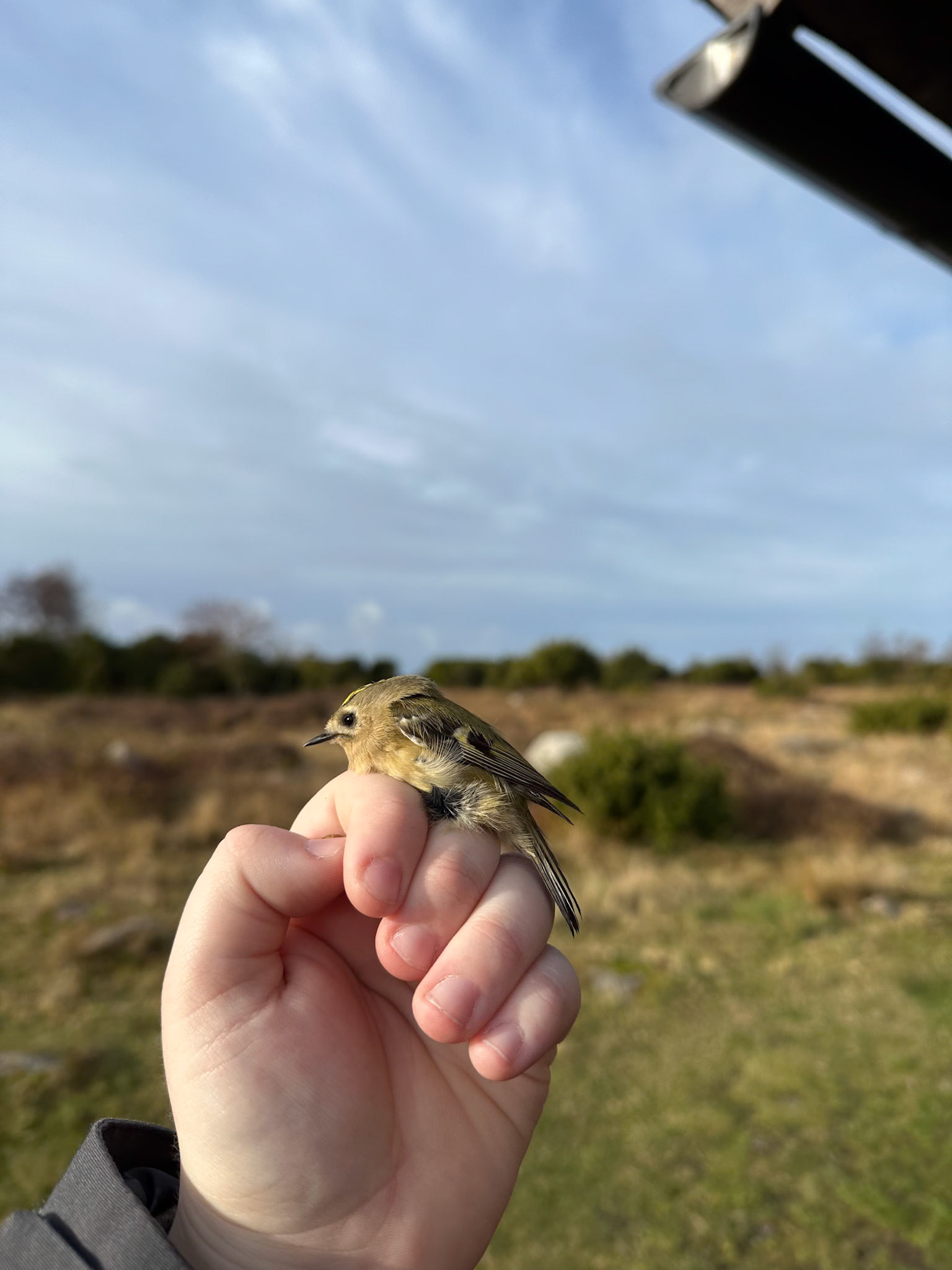 Kungsfågel/Goldcrest