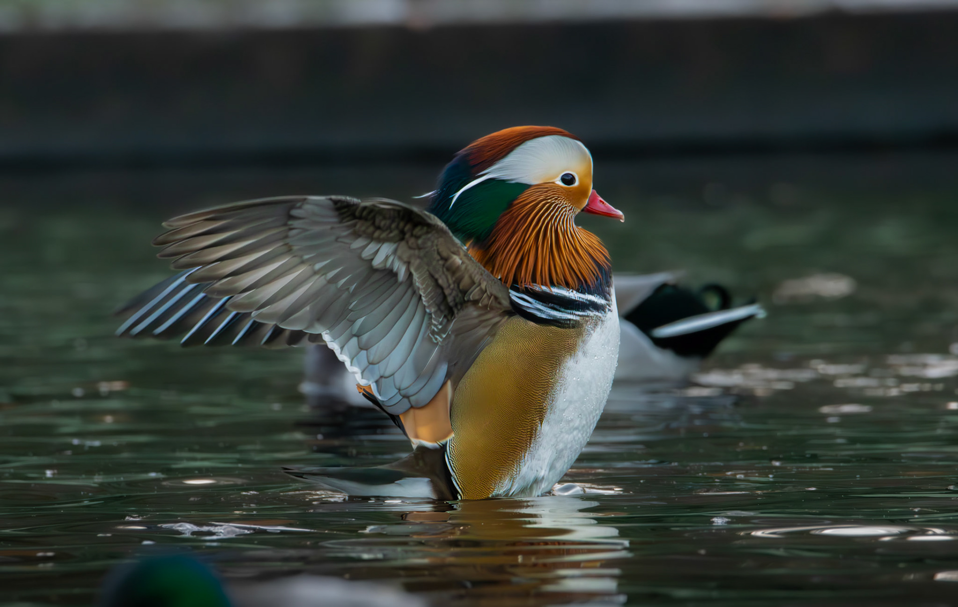 Mandarinand/Mandarin Duck