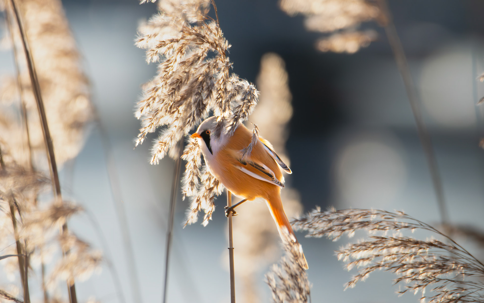Skäggmes/Bearded Reedling
