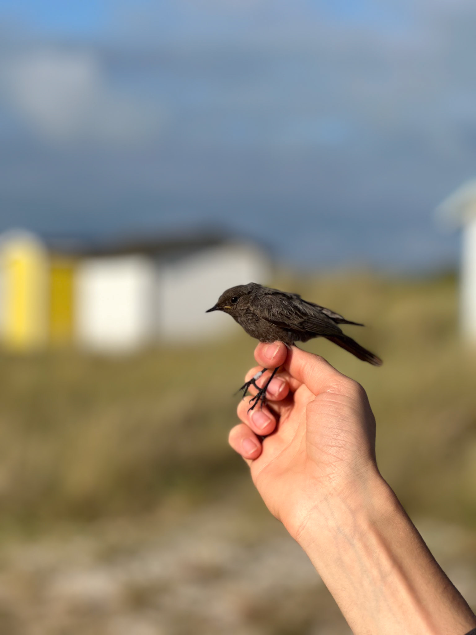Svart Rödstjärt/Black Redstart