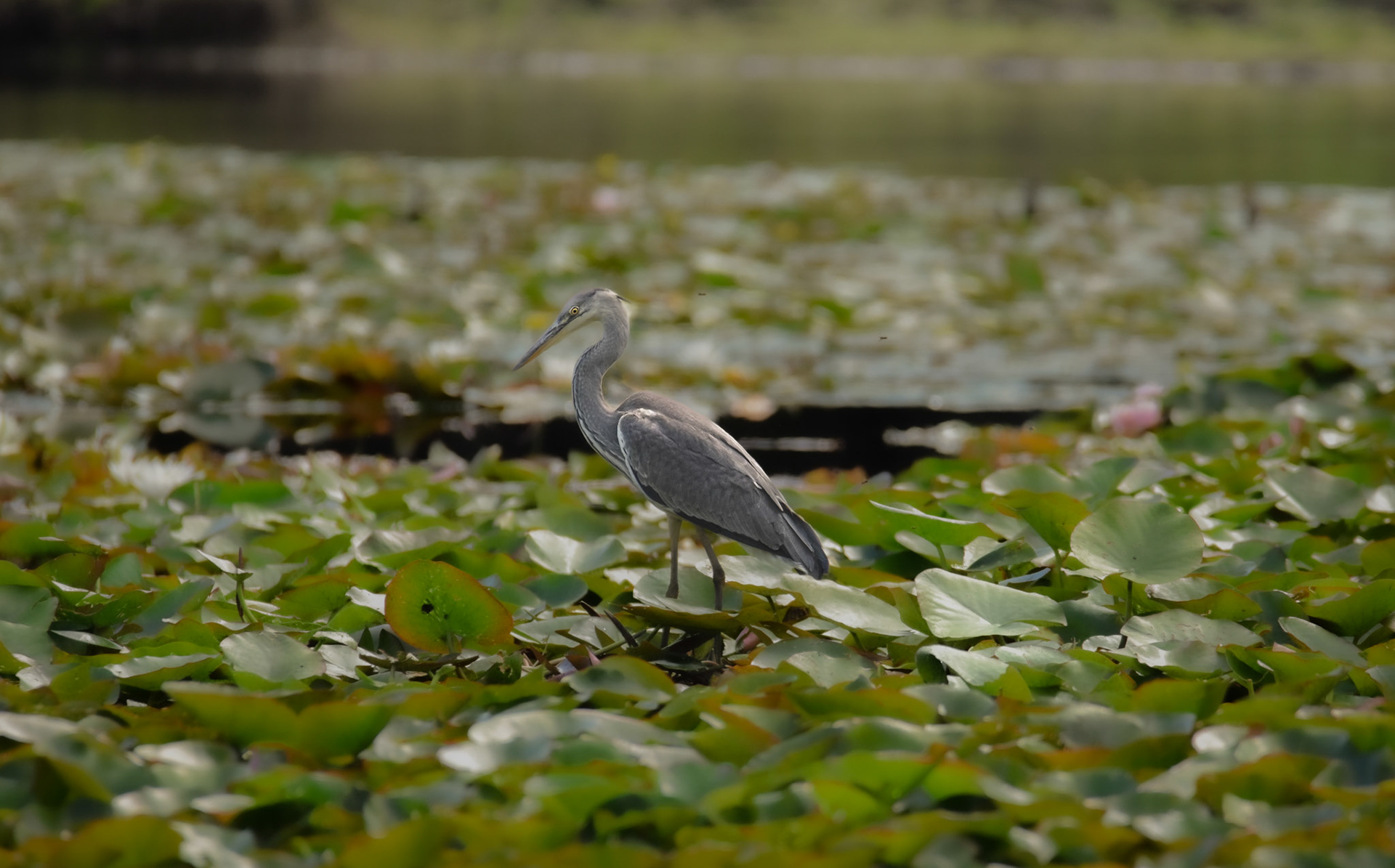 Gråhäger/Gray Heron