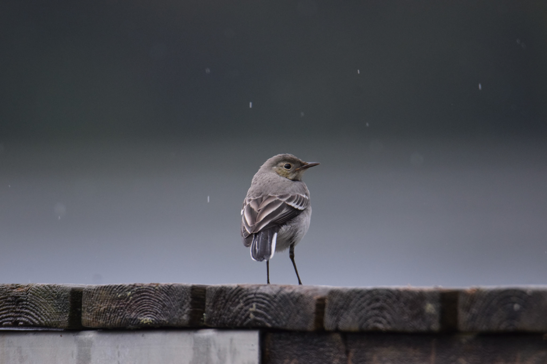 Sädesärla/Wagtail