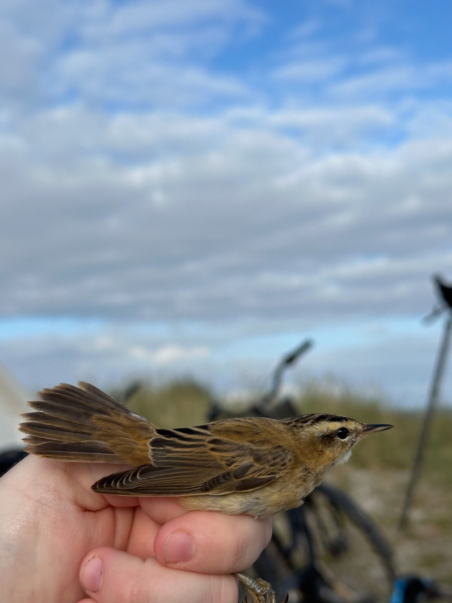 Sävsångare/Sedge Warbler