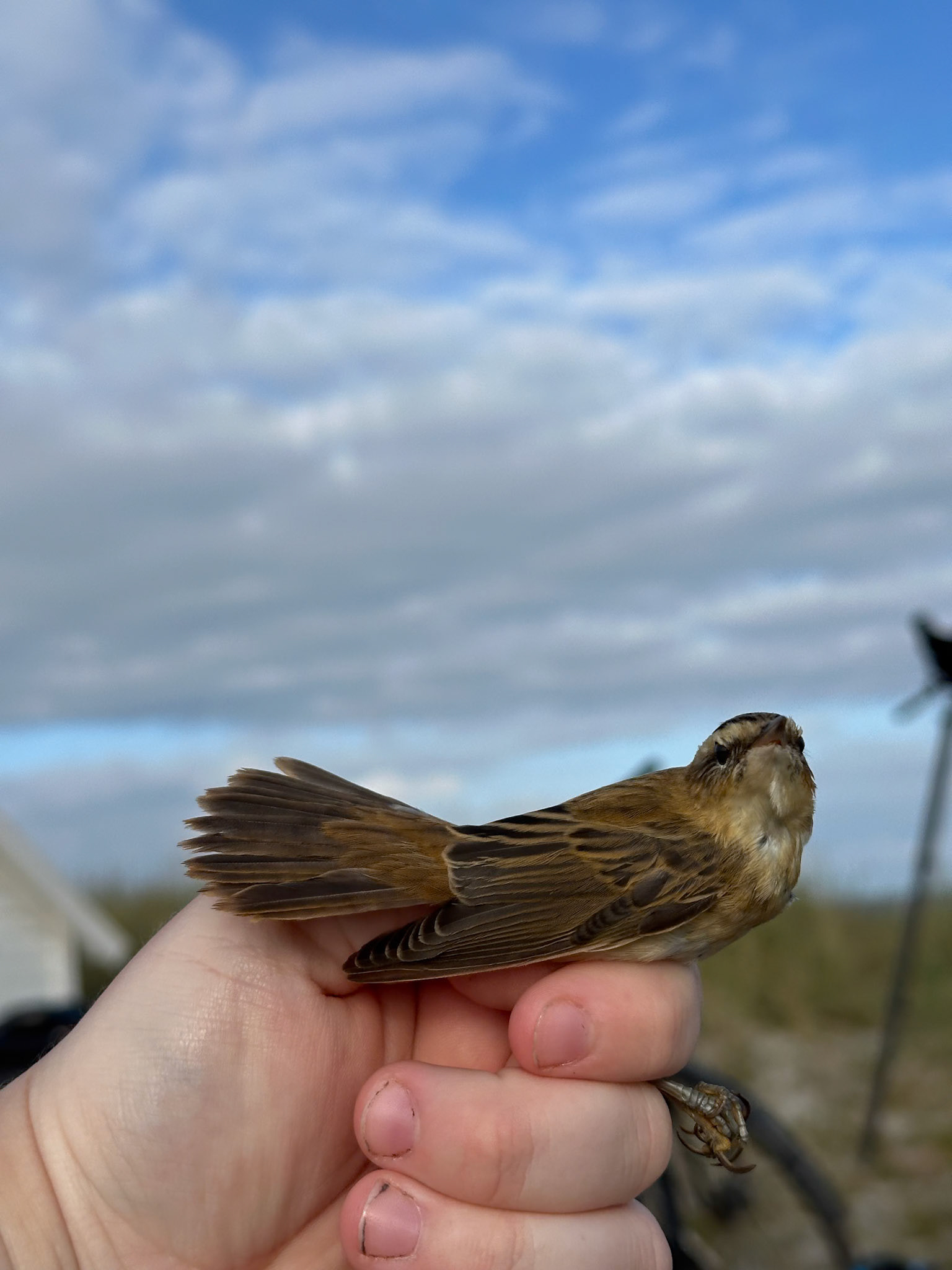 Sävsångare/Sedge Warbler