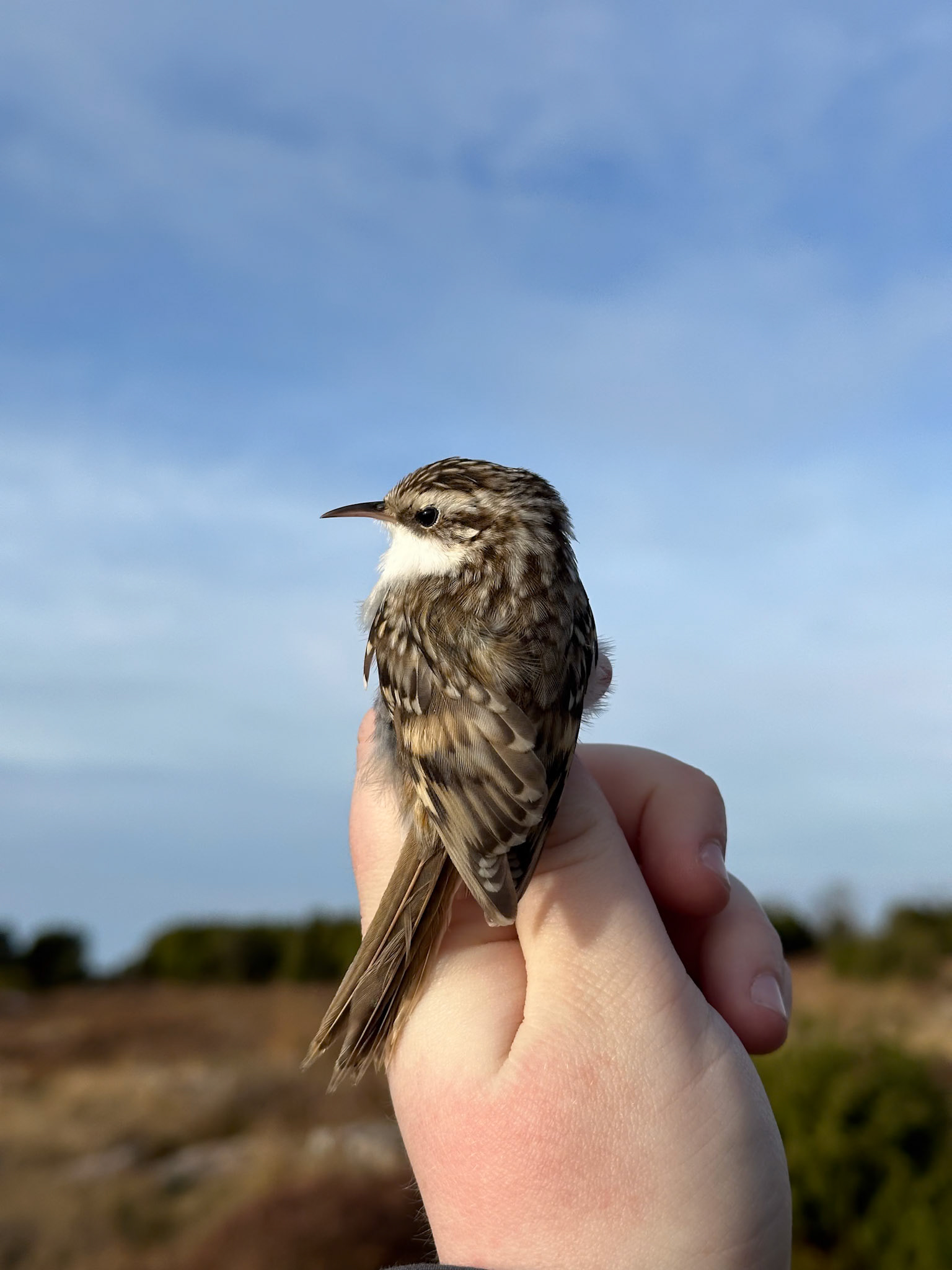 Trädkrypare/Eurasian Treecreeper