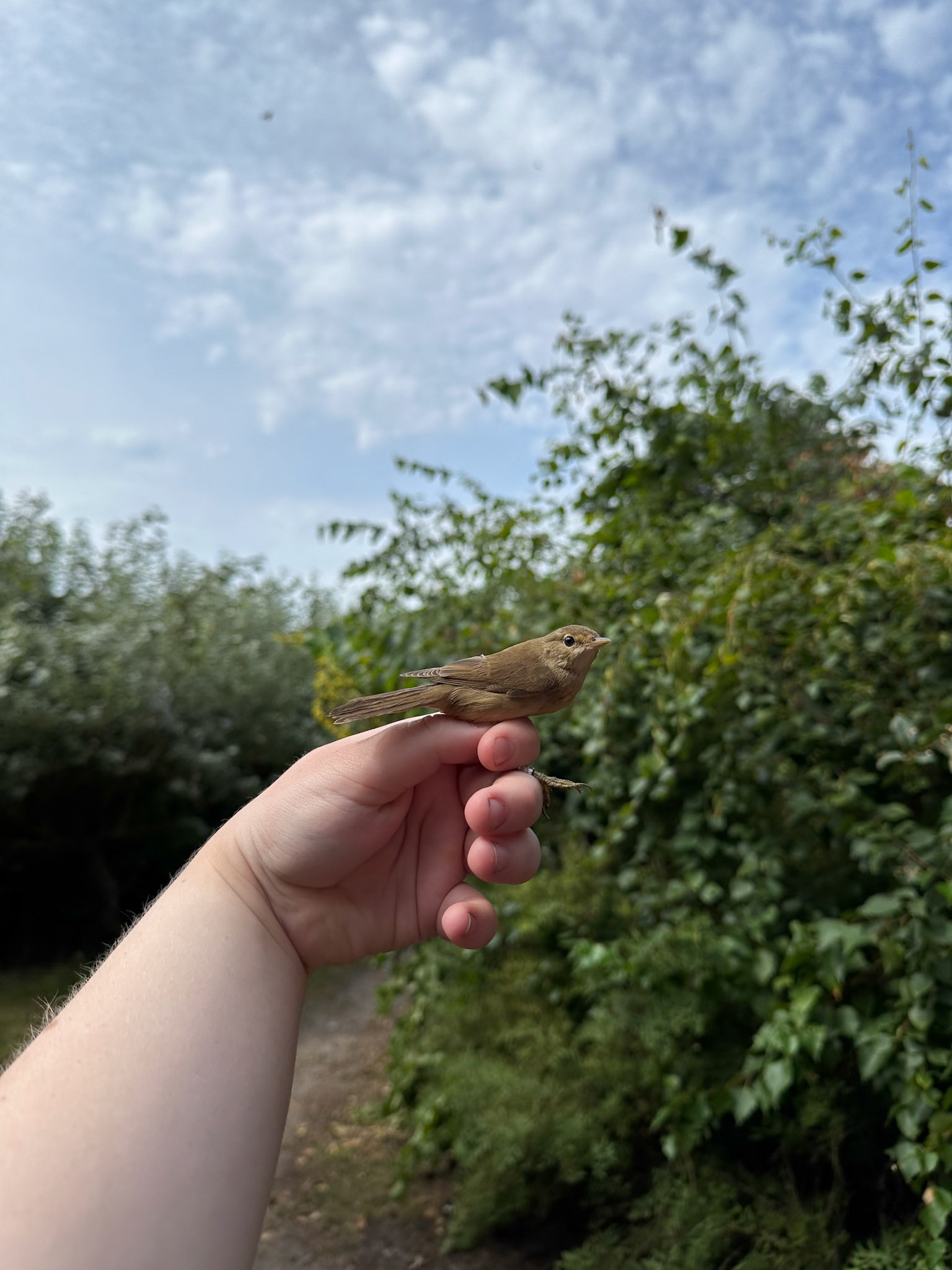 Rörsångare/Reed Warbler