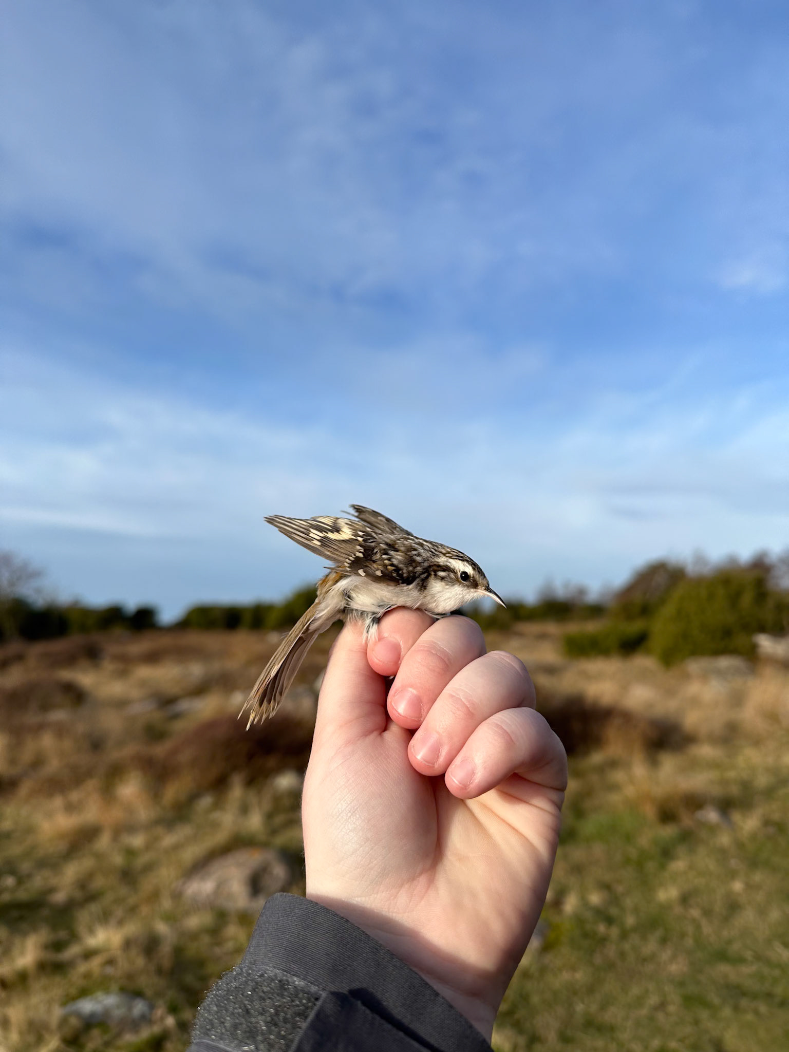 Trädkrypare/Eurasian Treecreeper