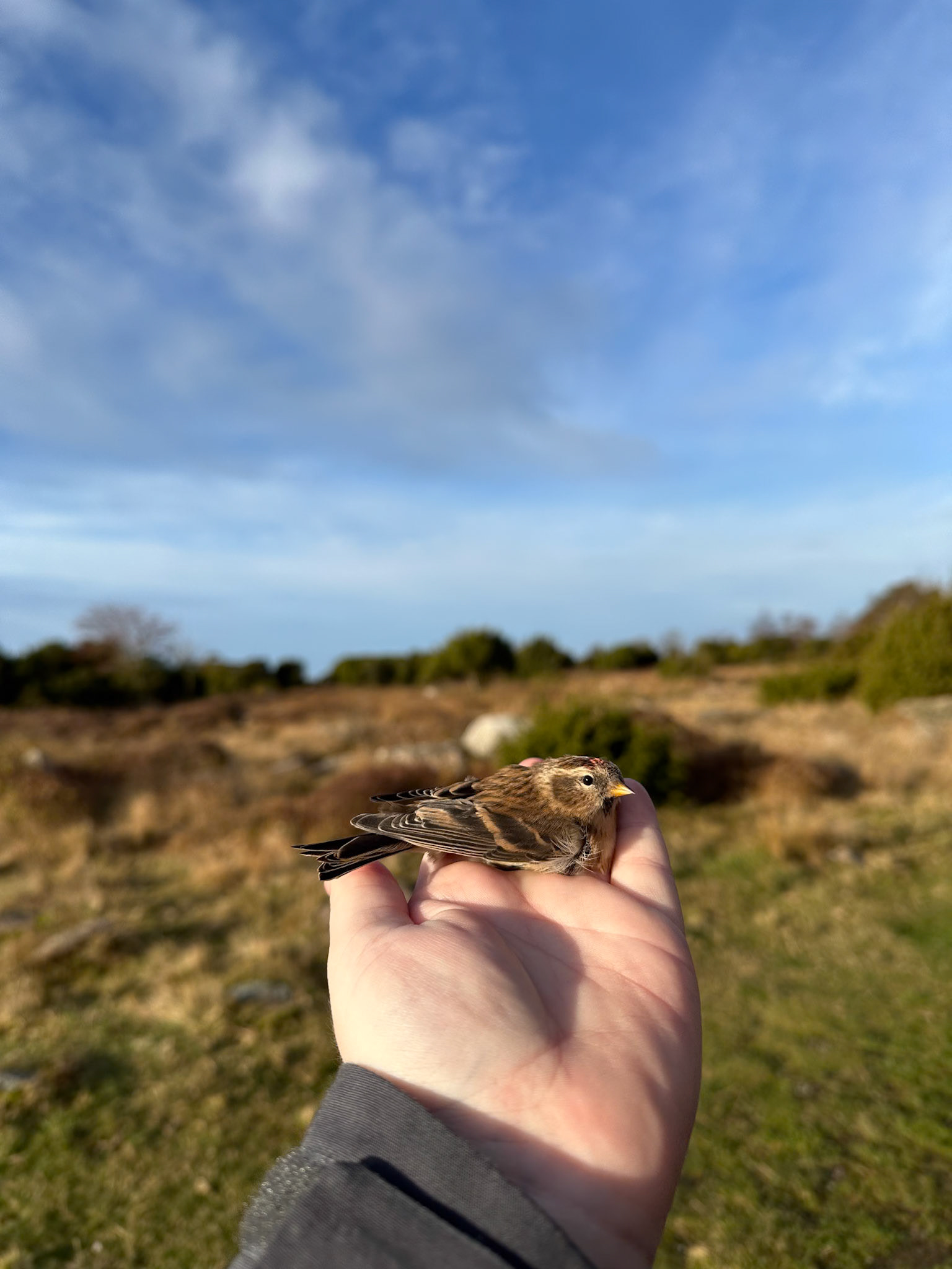 Gråsiska/Redpoll
