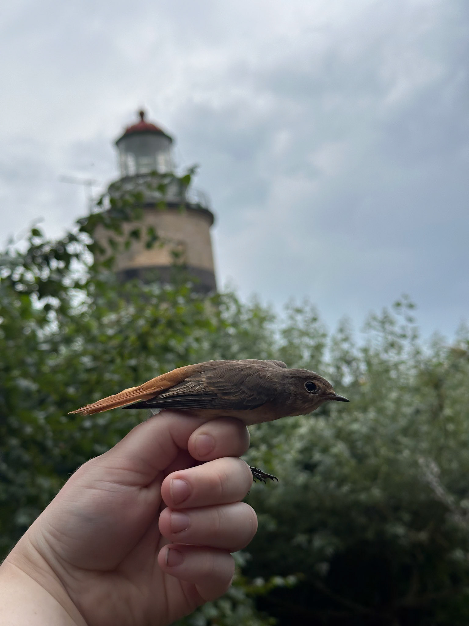 Rödstjärt/Redstart