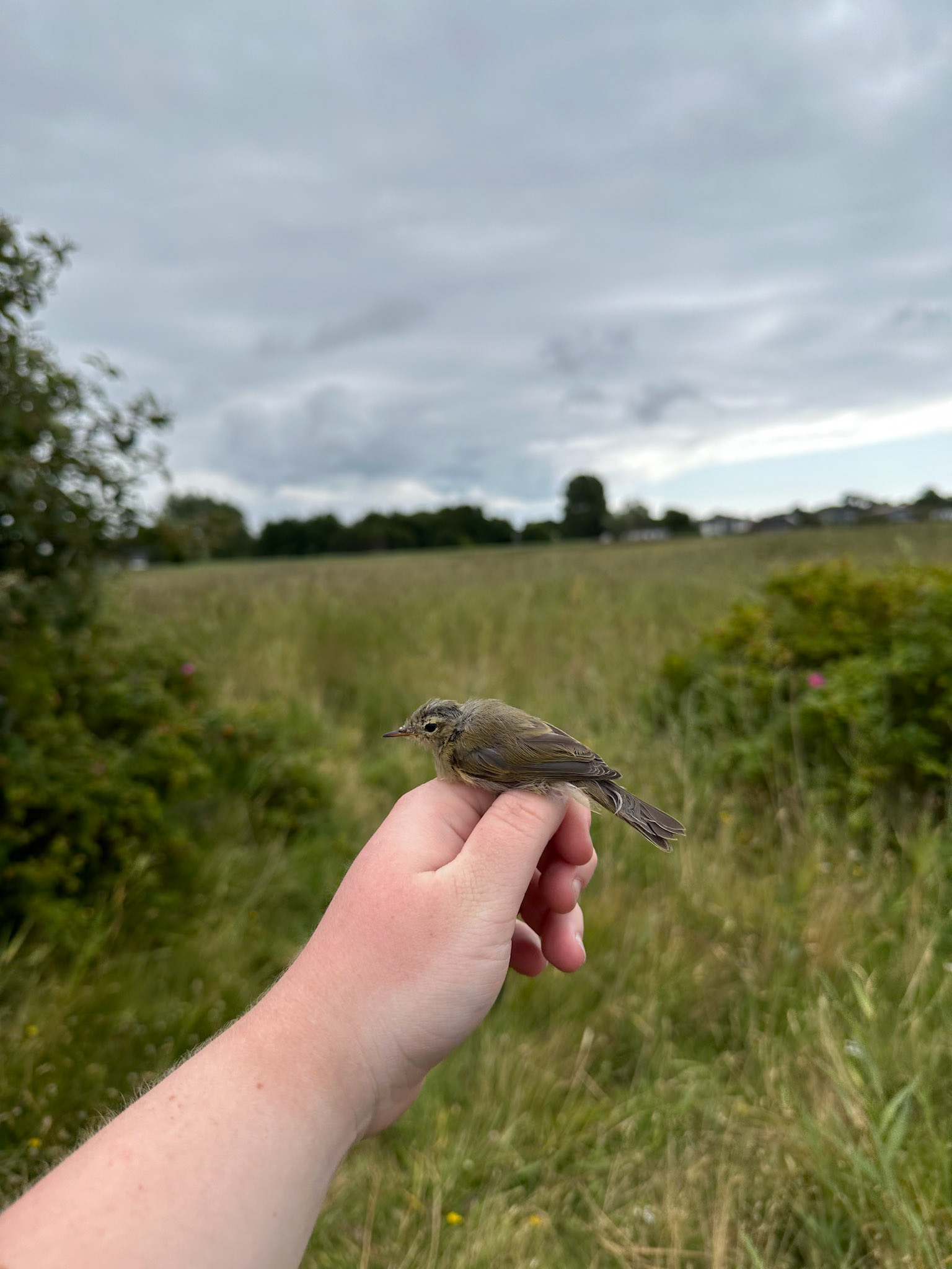 Gransångare/Chiffchaff