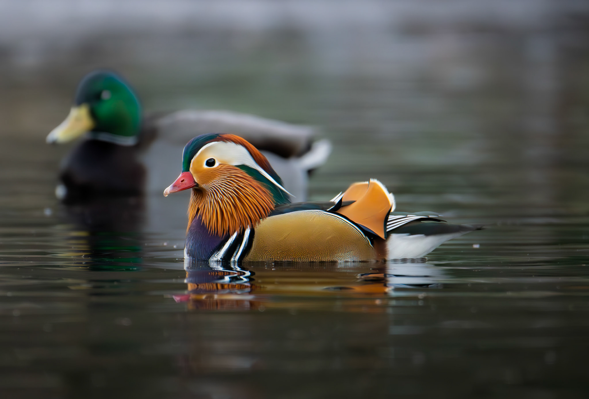 Mandarinand/Mandarin Duck