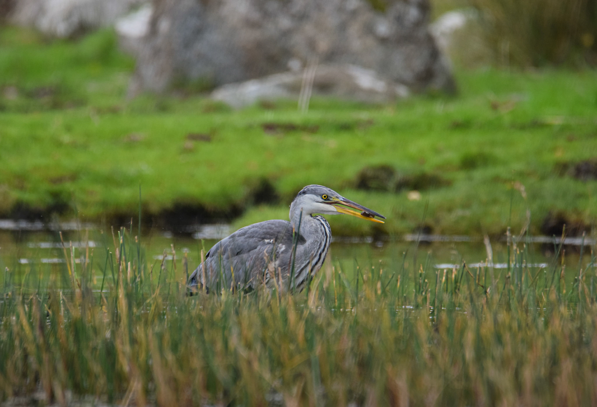 Gråhäger/Gray Heron