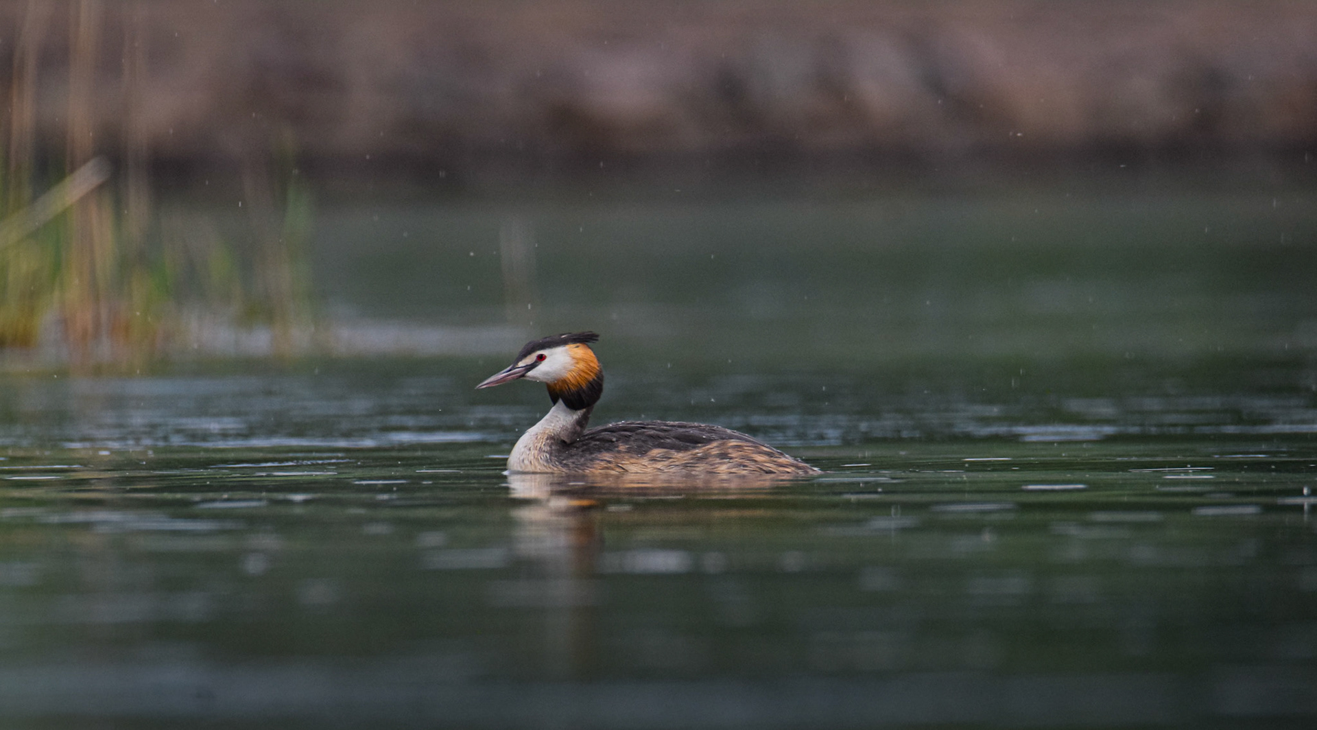 Skäggdopping/Great Crested Grebe