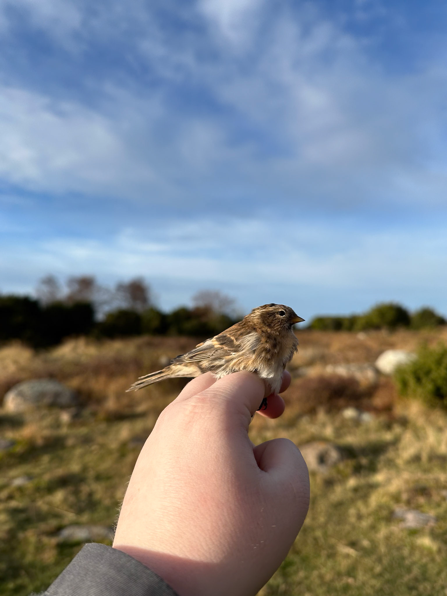Gråsiska/Redpoll