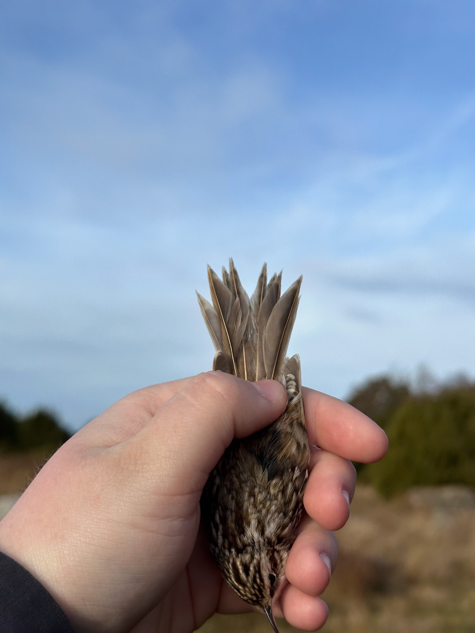 Trädkrypare/Eurasian Treecreeper