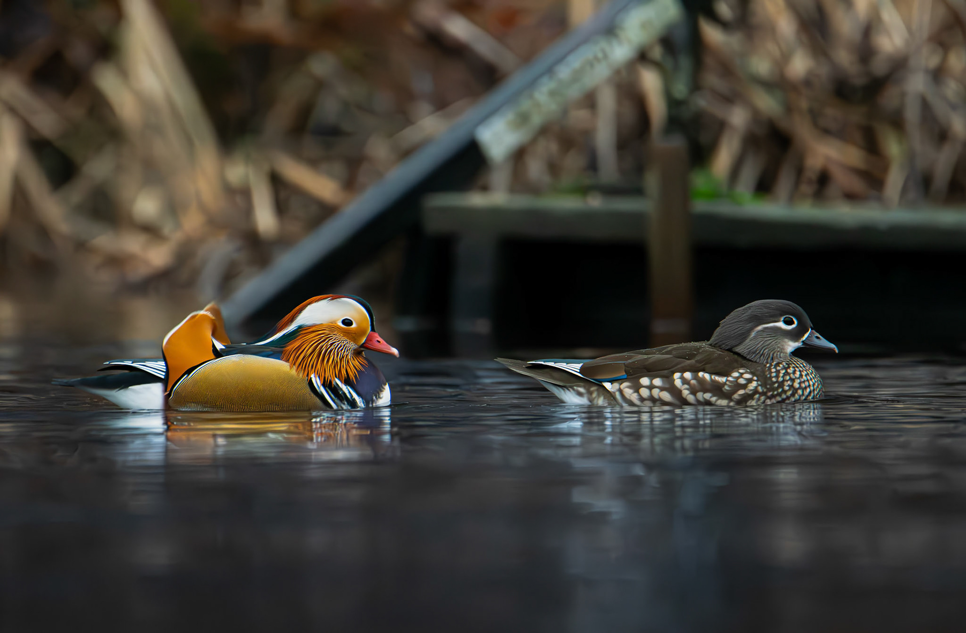 Mandarinand/Mandarin Duck