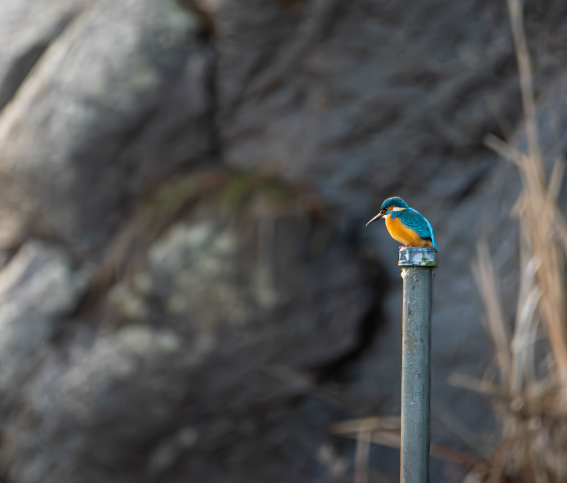 Kungsfiskare/Kingfisher