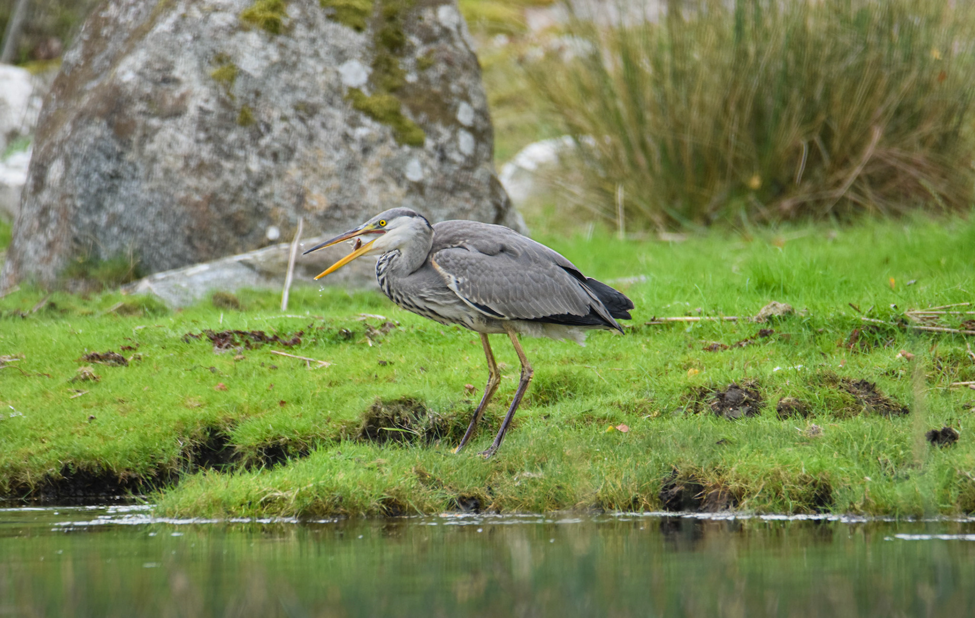 Gråhäger/Gray Heron