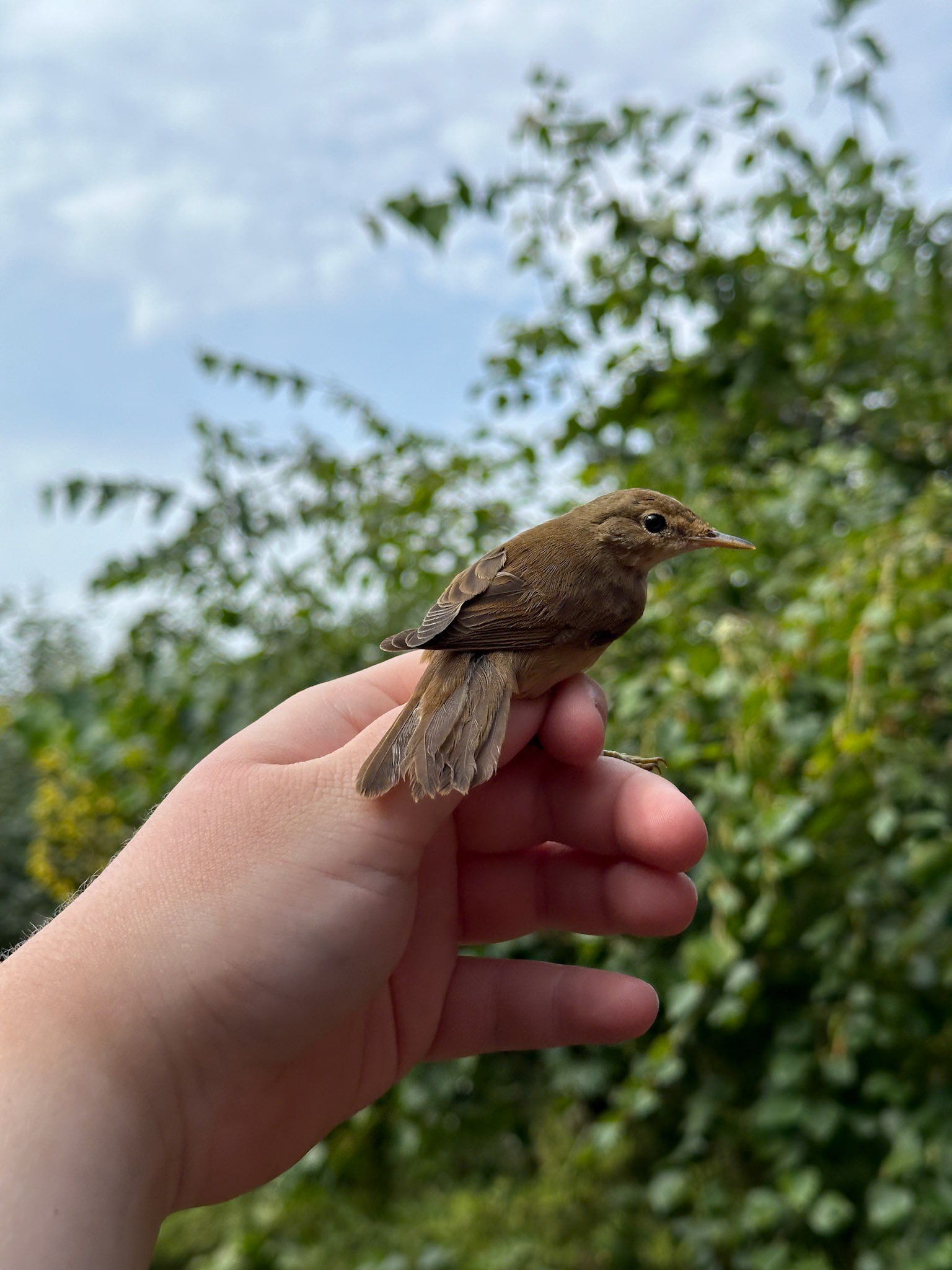 Rörsångare/Reed Warbler