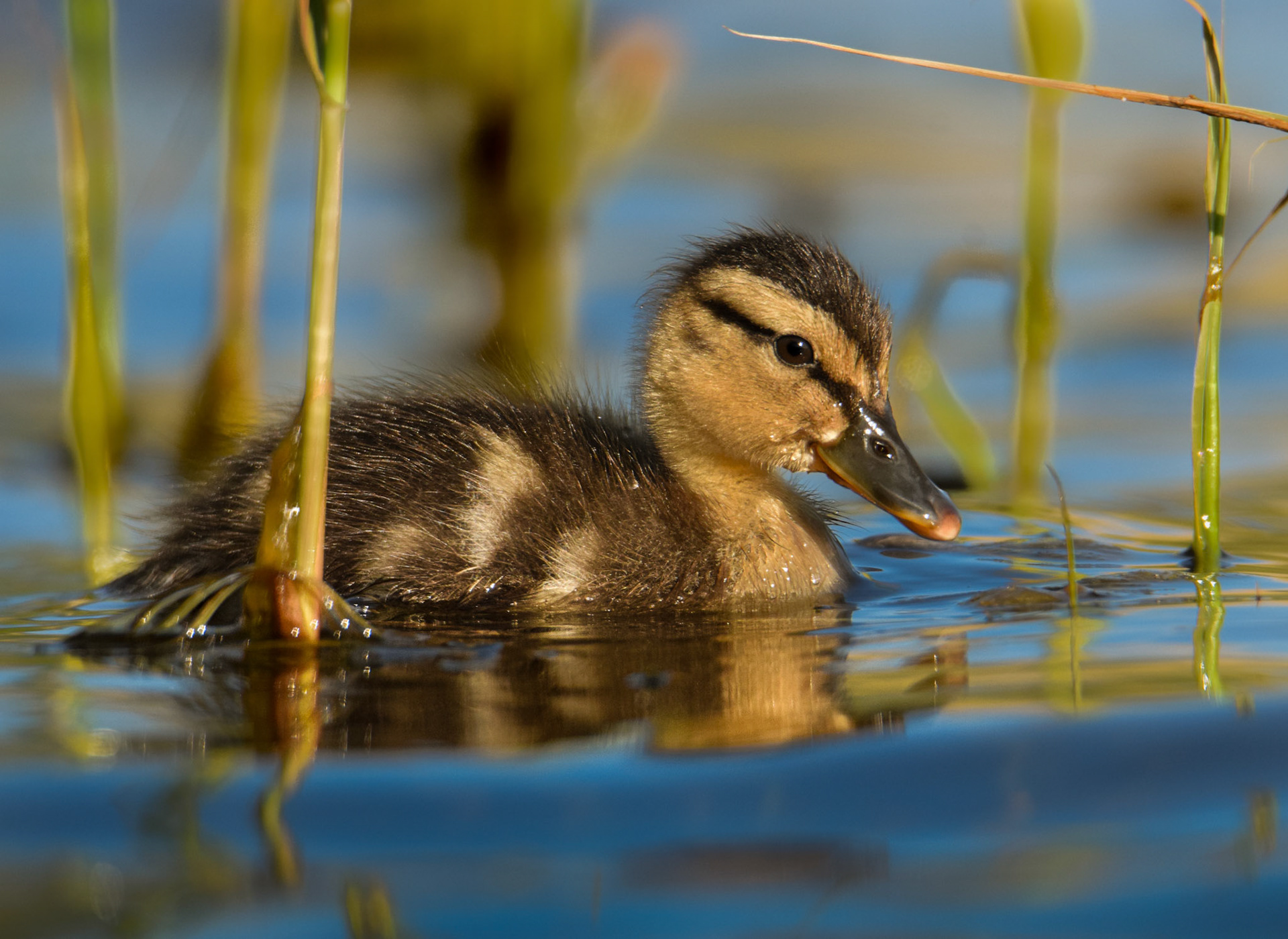 Gräsand Unge/Young Mallard