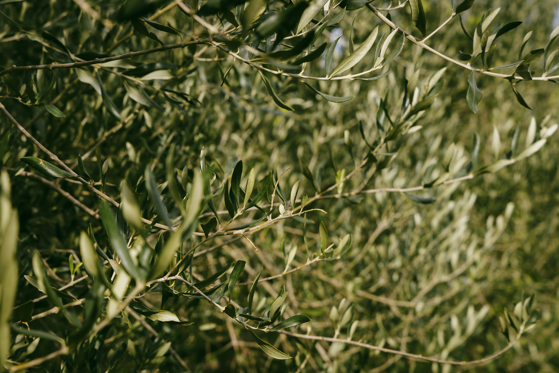 DNA Croatia Photography Award Winner - Hugo Smeenk Photography