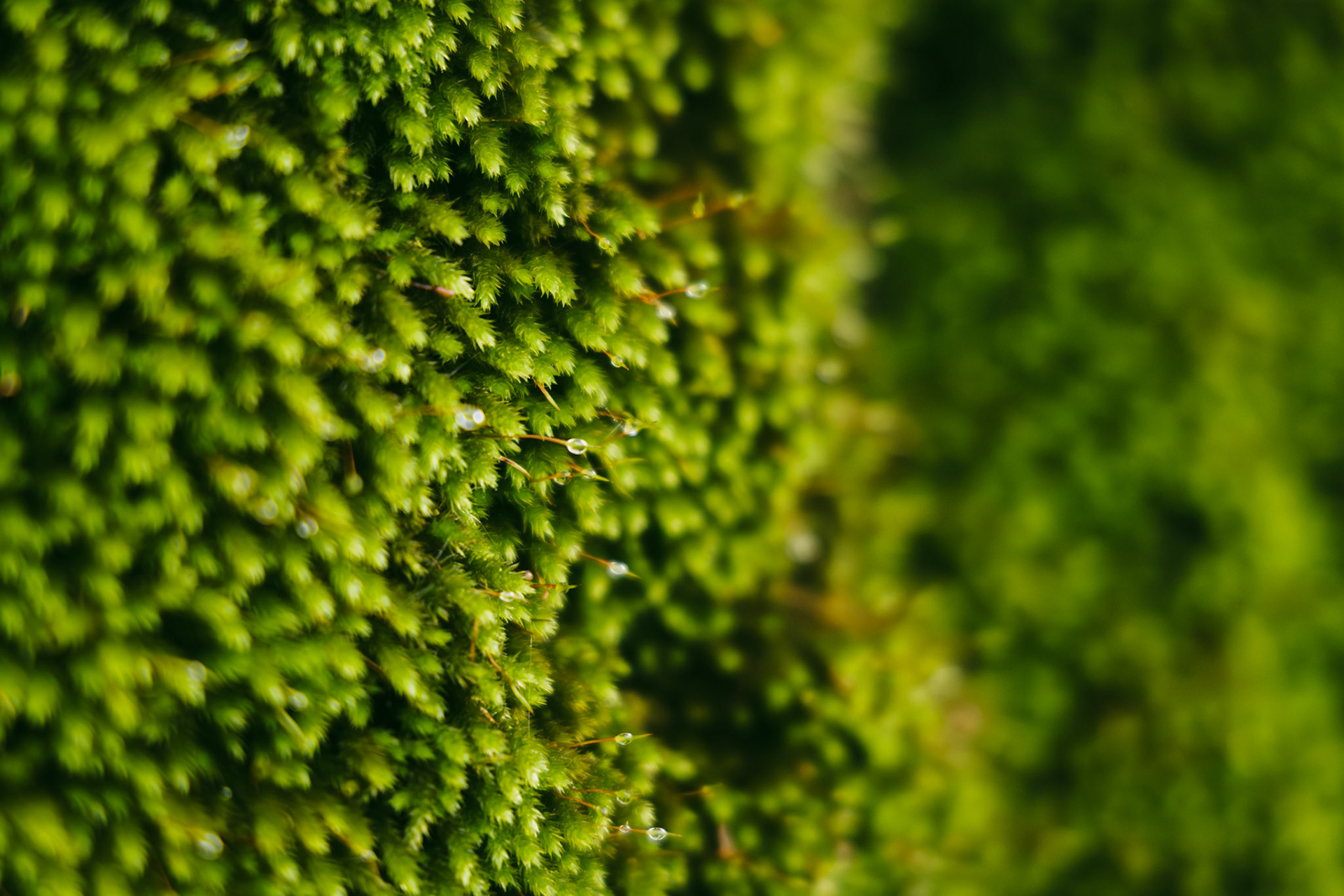 DNA Croatia Photography Award Winner - Hugo Smeenk Photography