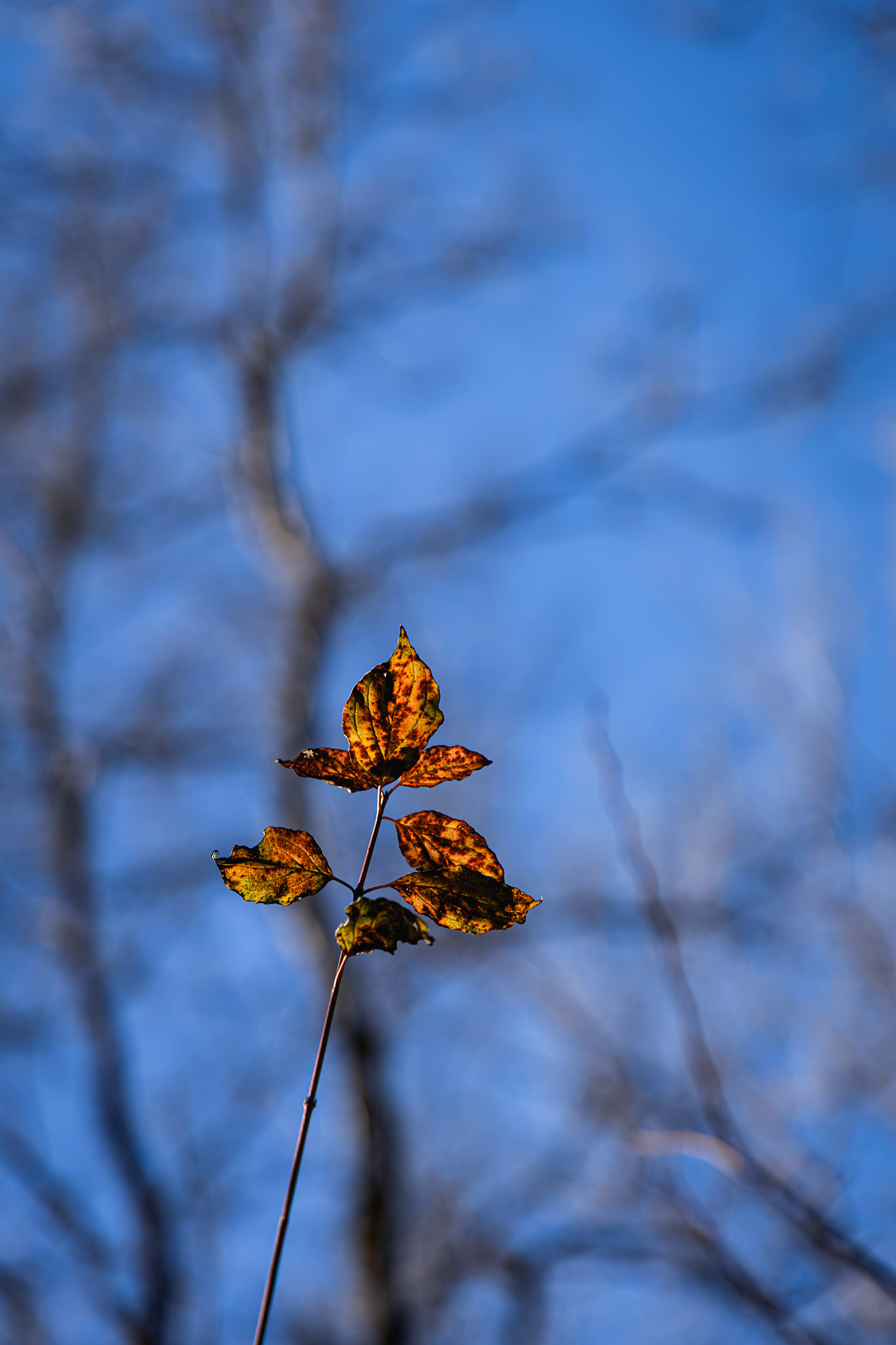 DNA Croatia Photography Award Winner - Hugo Smeenk Photography