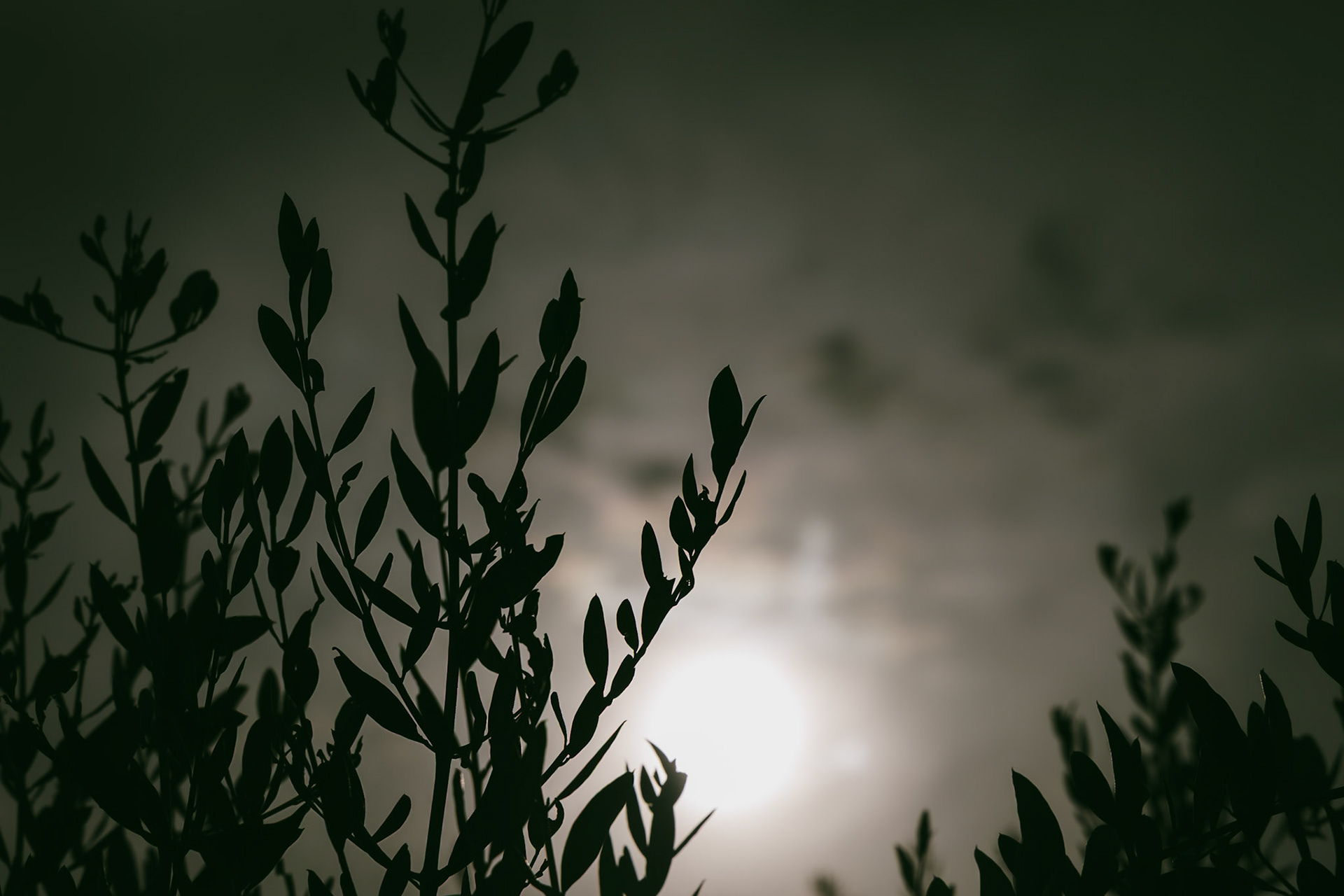 DNA Croatia Photography Award Winner - Hugo Smeenk Photography